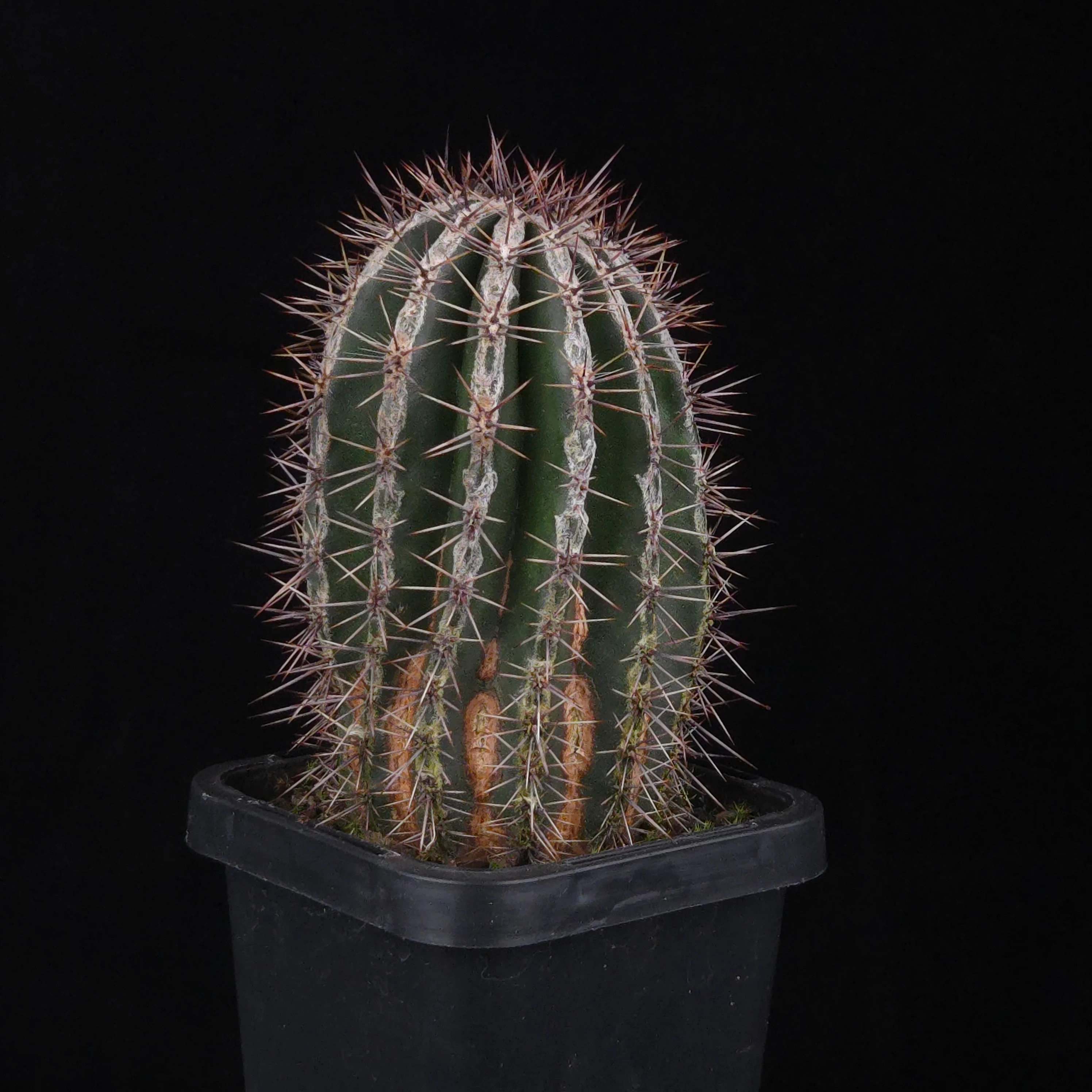Echinopsis 'Haku-jo' - Image 4