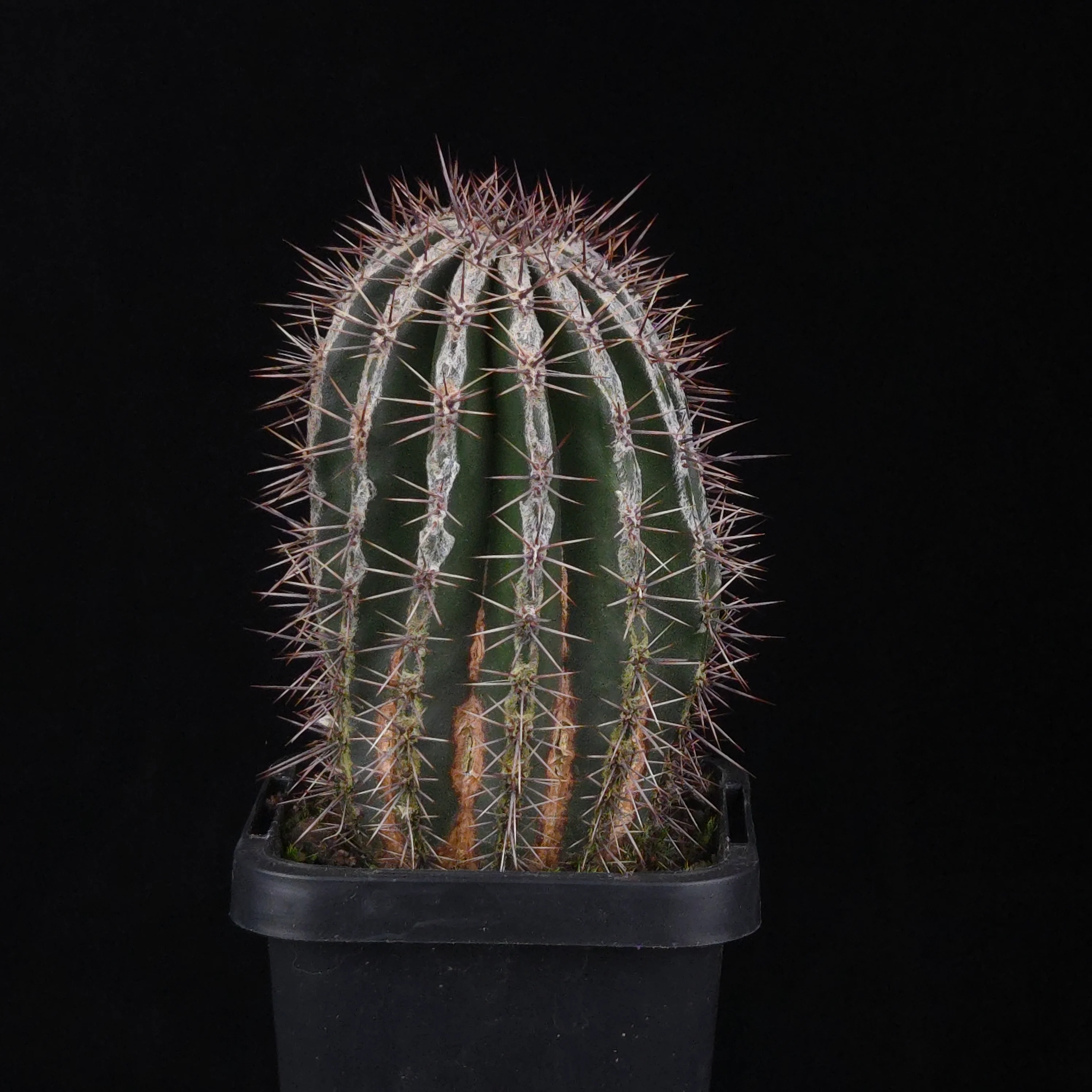 Echinopsis 'Haku-jo' - Image 5