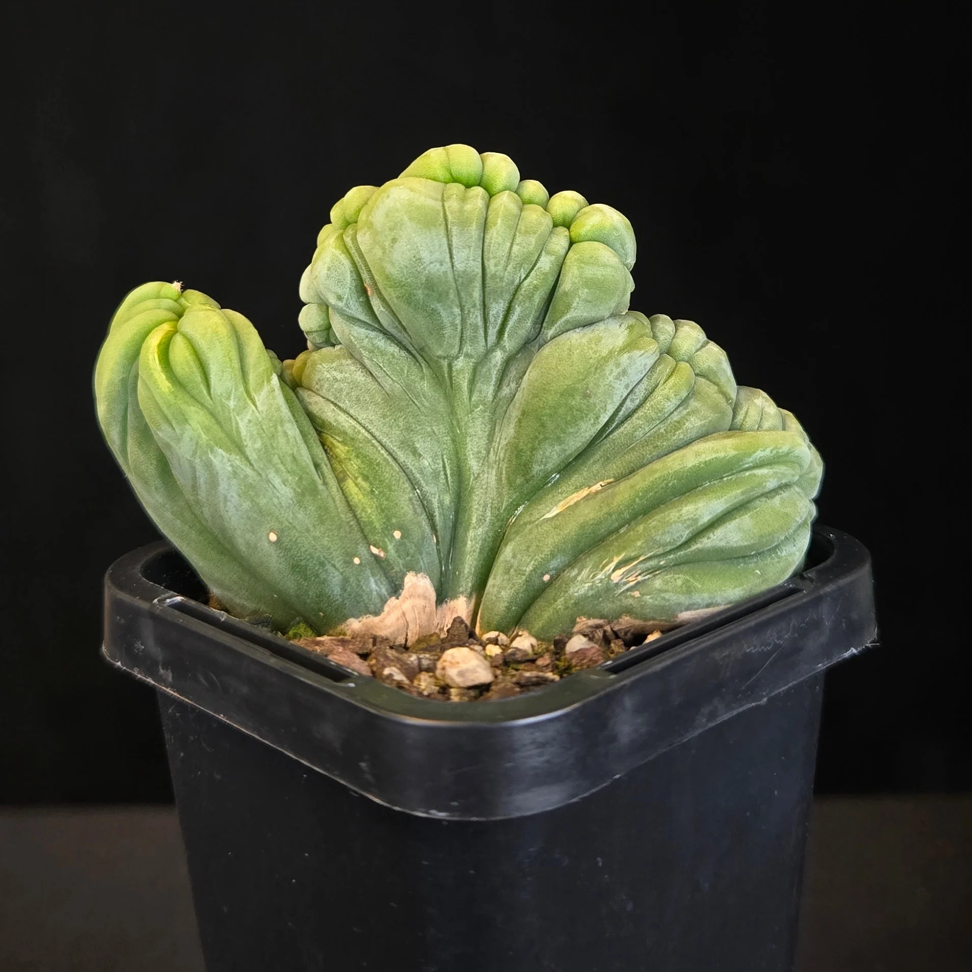 Echinopsis lageniformis f. monstrosa cristata 'TBMC' (Syn. trichocereus bridgesii) - Image 3