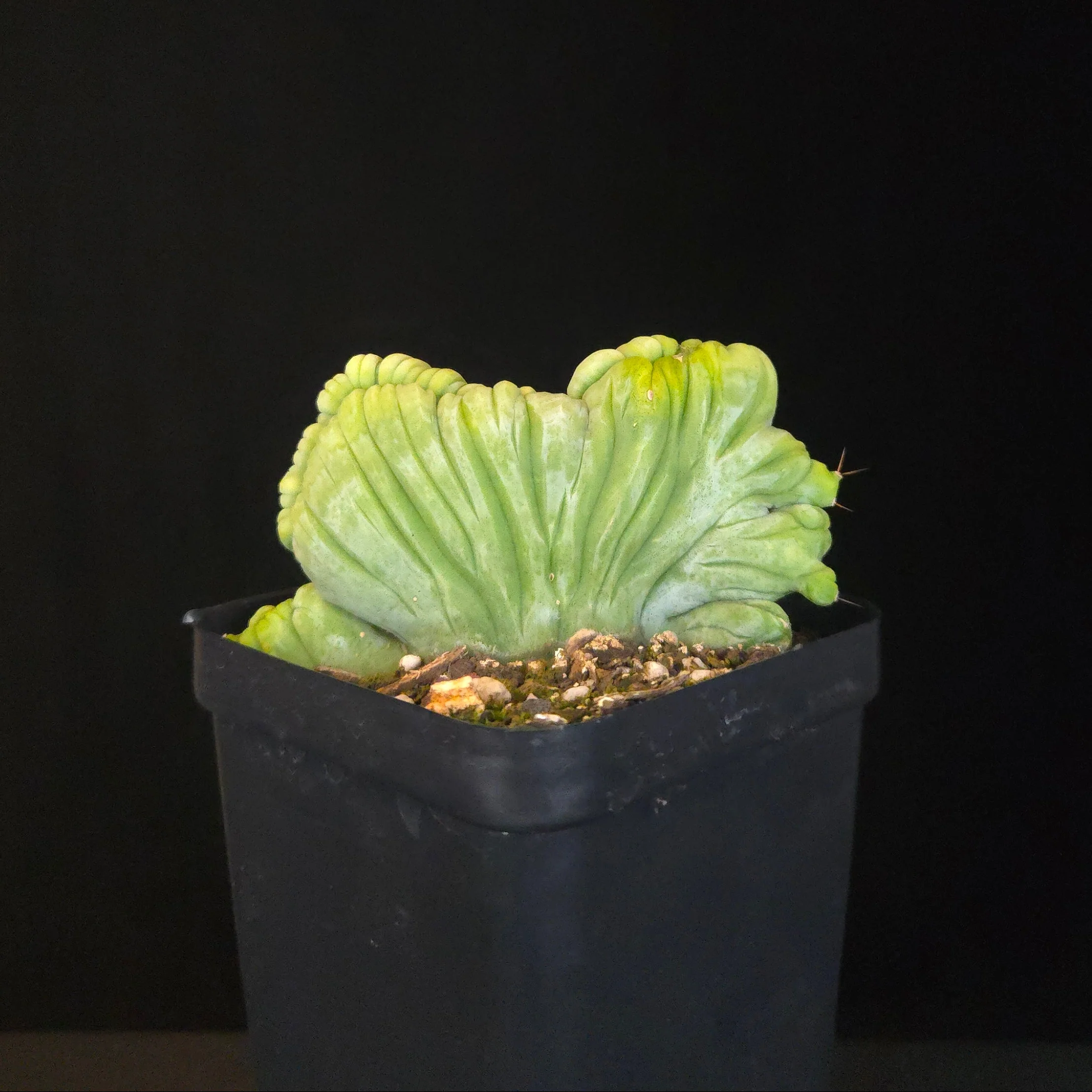 Echinopsis lageniformis f. monstrosa cristata 'TBMC' (Syn. trichocereus bridgesii) - Image 4