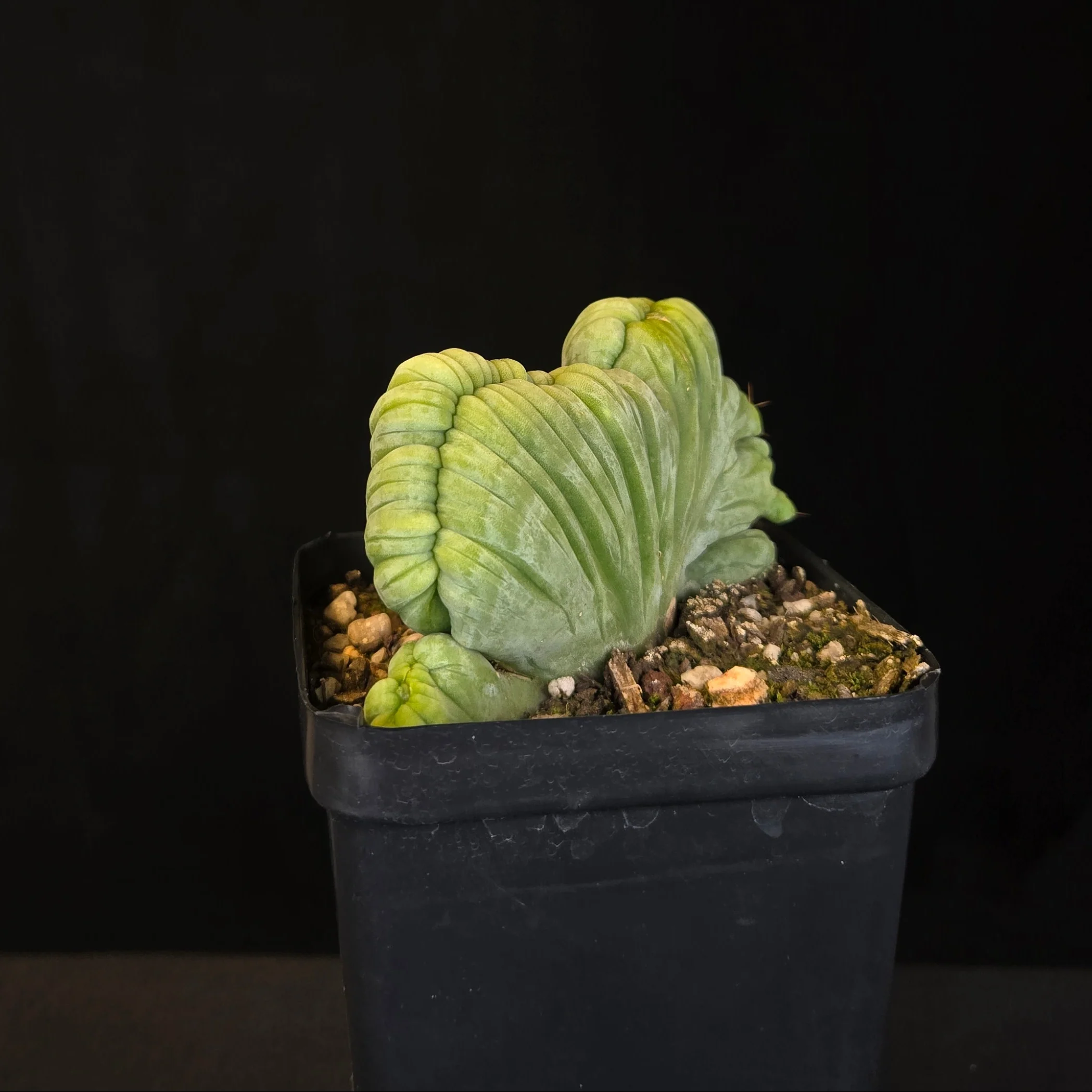 Echinopsis lageniformis f. monstrosa cristata 'TBMC' (Syn. trichocereus bridgesii) - Image 5