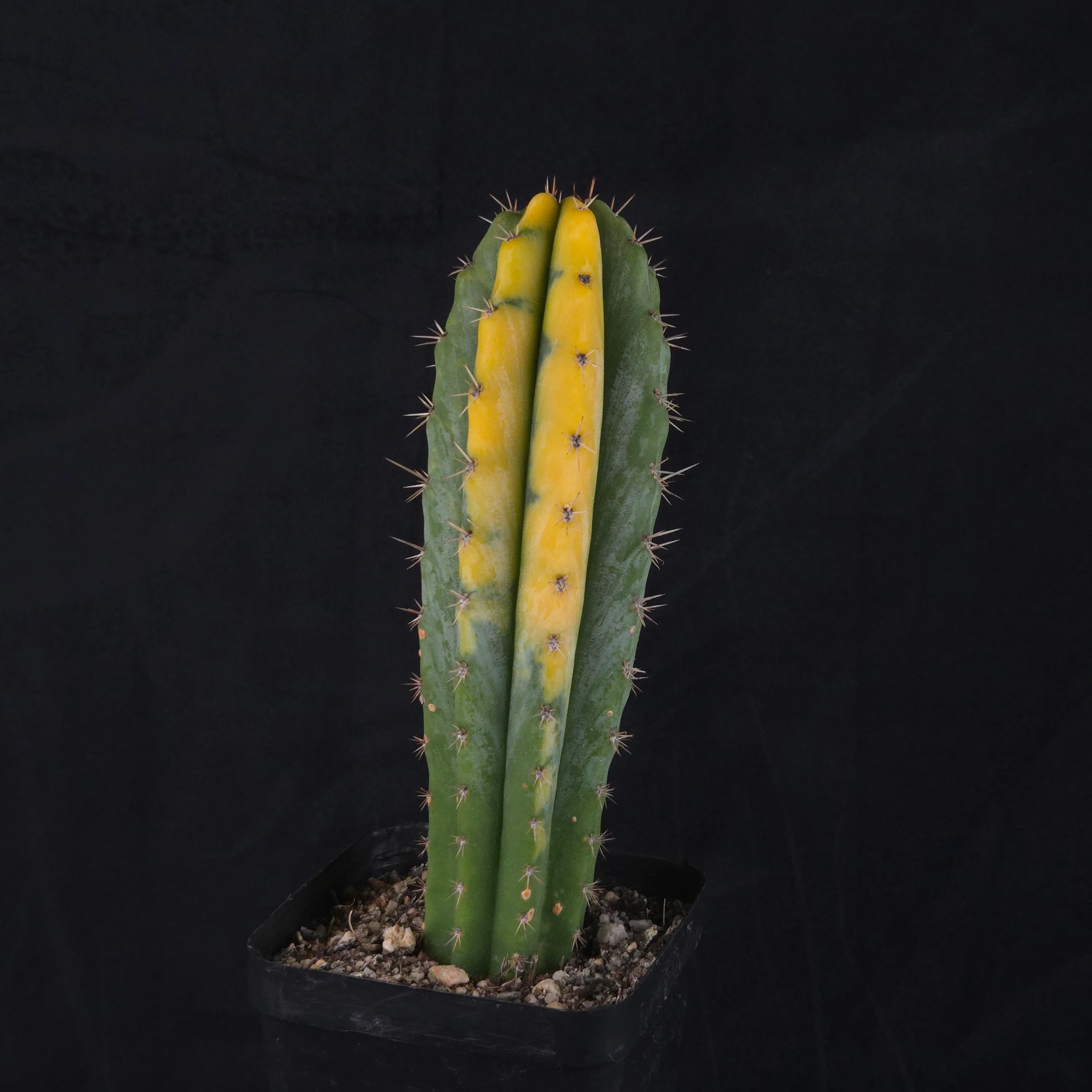 Echinopsis peruvianus f. variegata (syn. Echinopsis macrogona) - Image 13