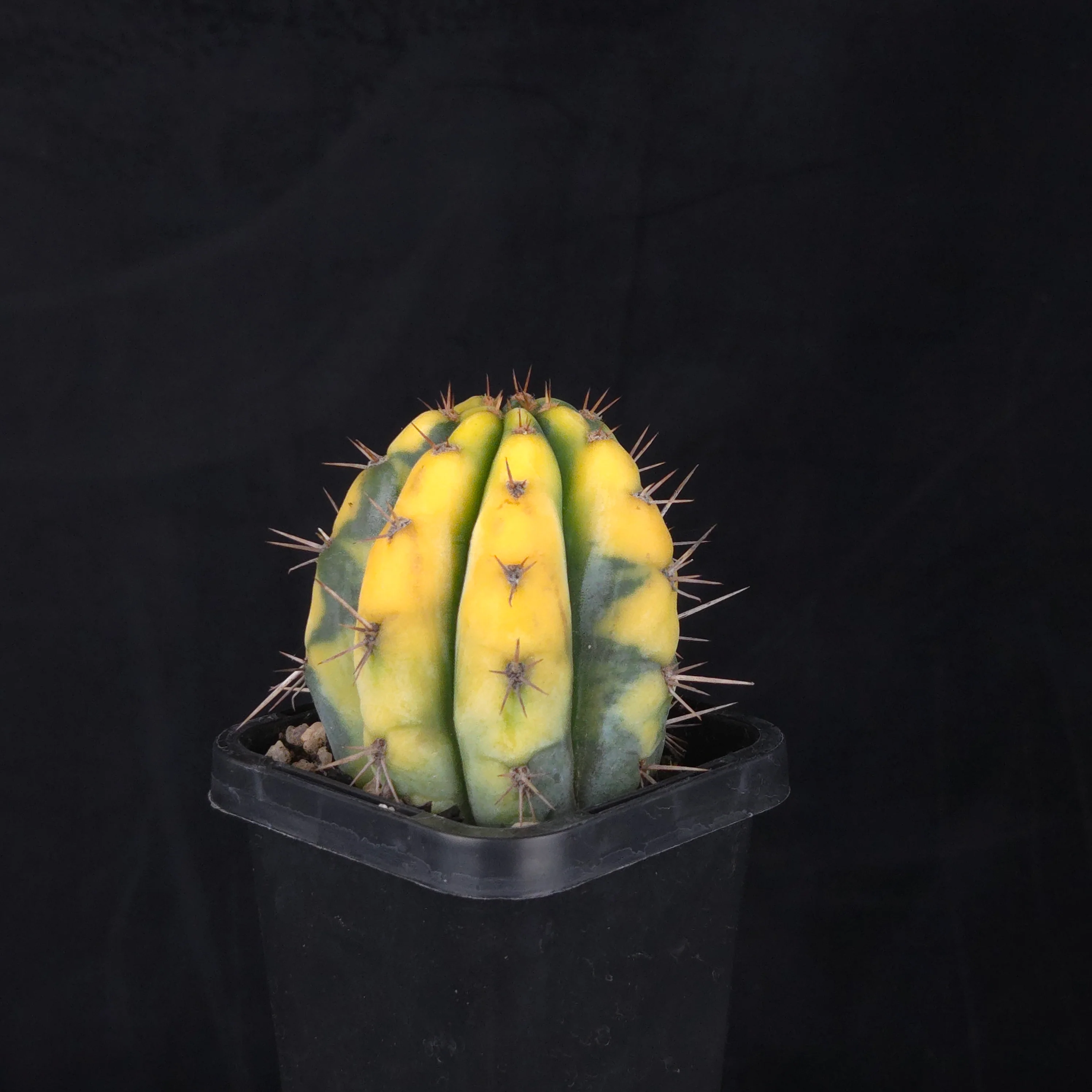 Echinopsis peruvianus f. variegata (syn. Echinopsis macrogona) - Image 14