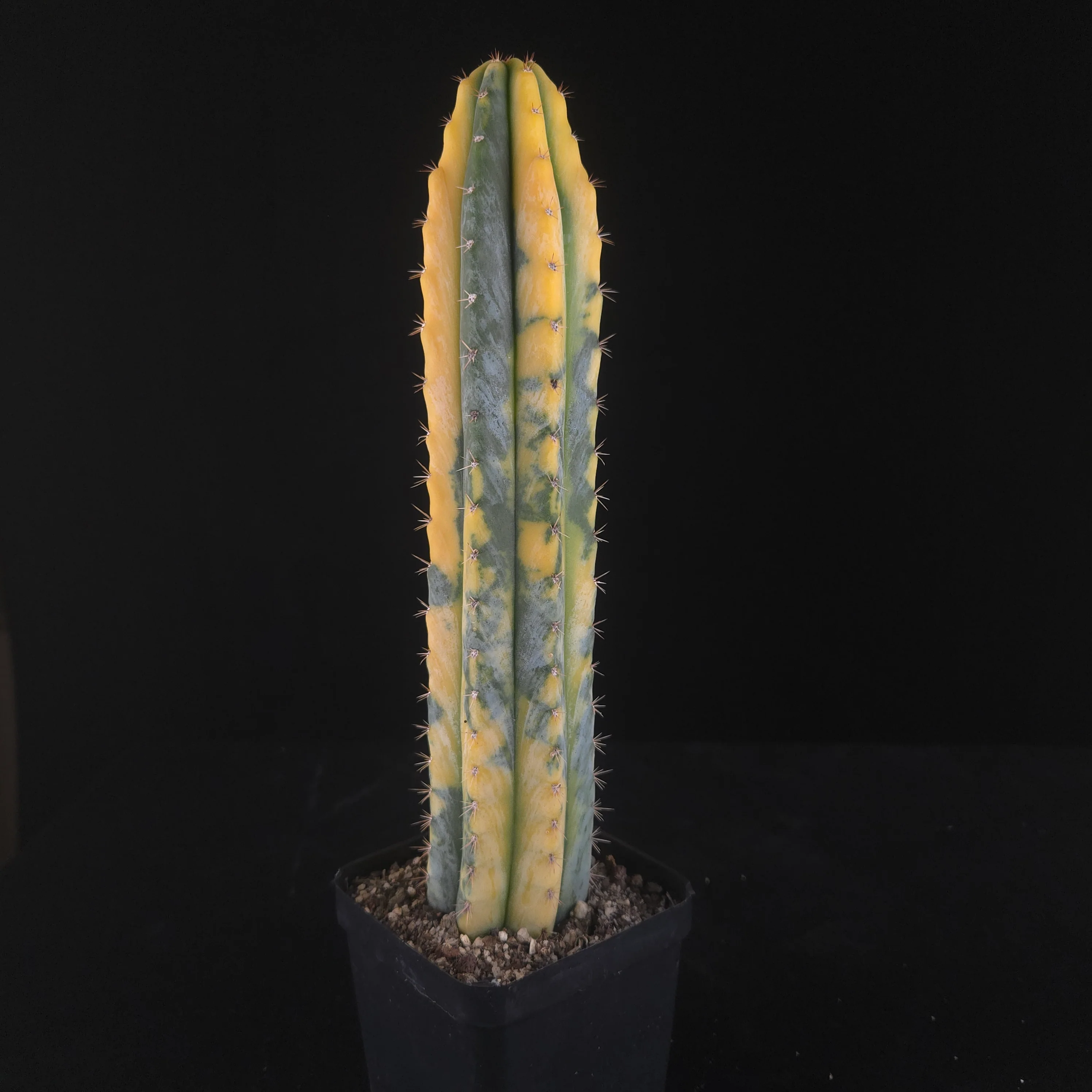 Echinopsis peruvianus f. variegata (syn. Echinopsis macrogona) - Image 15