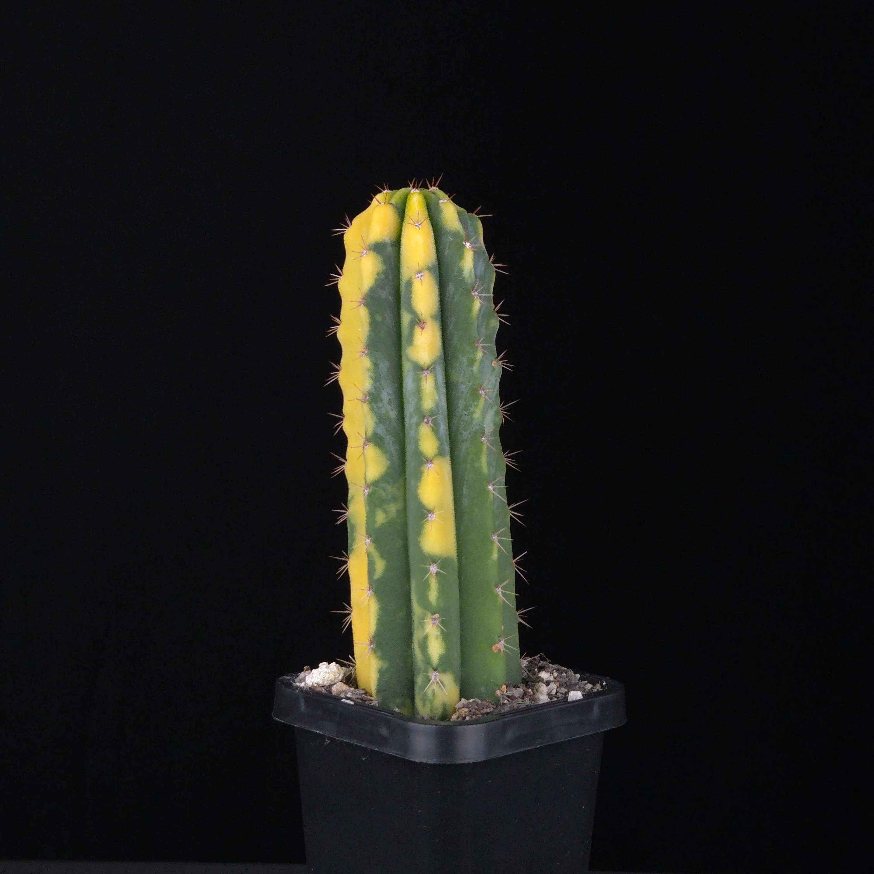 Echinopsis peruvianus f. variegata (syn. Echinopsis macrogona) - Image 2