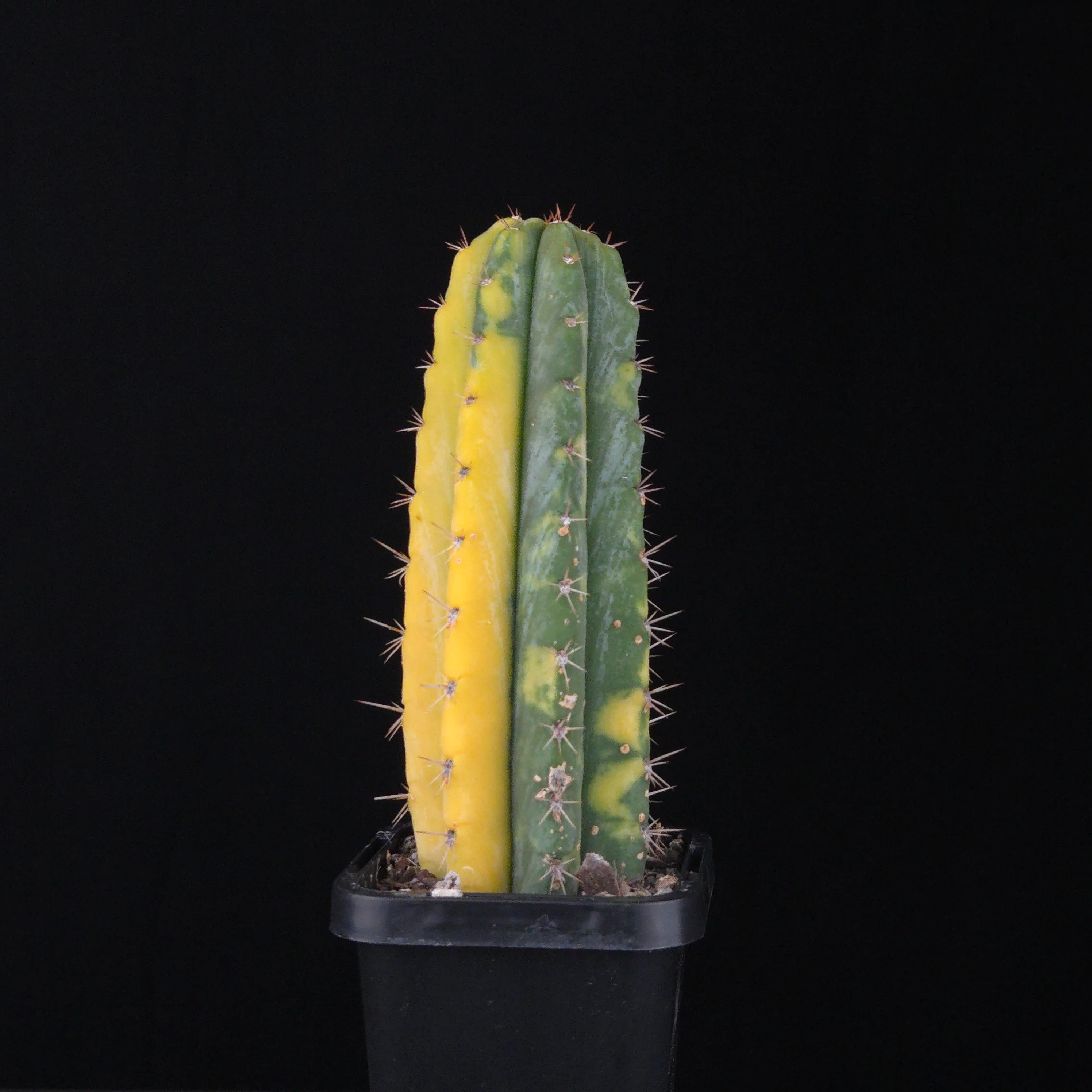 Echinopsis peruvianus f. variegata (syn. Echinopsis macrogona) - Image 3