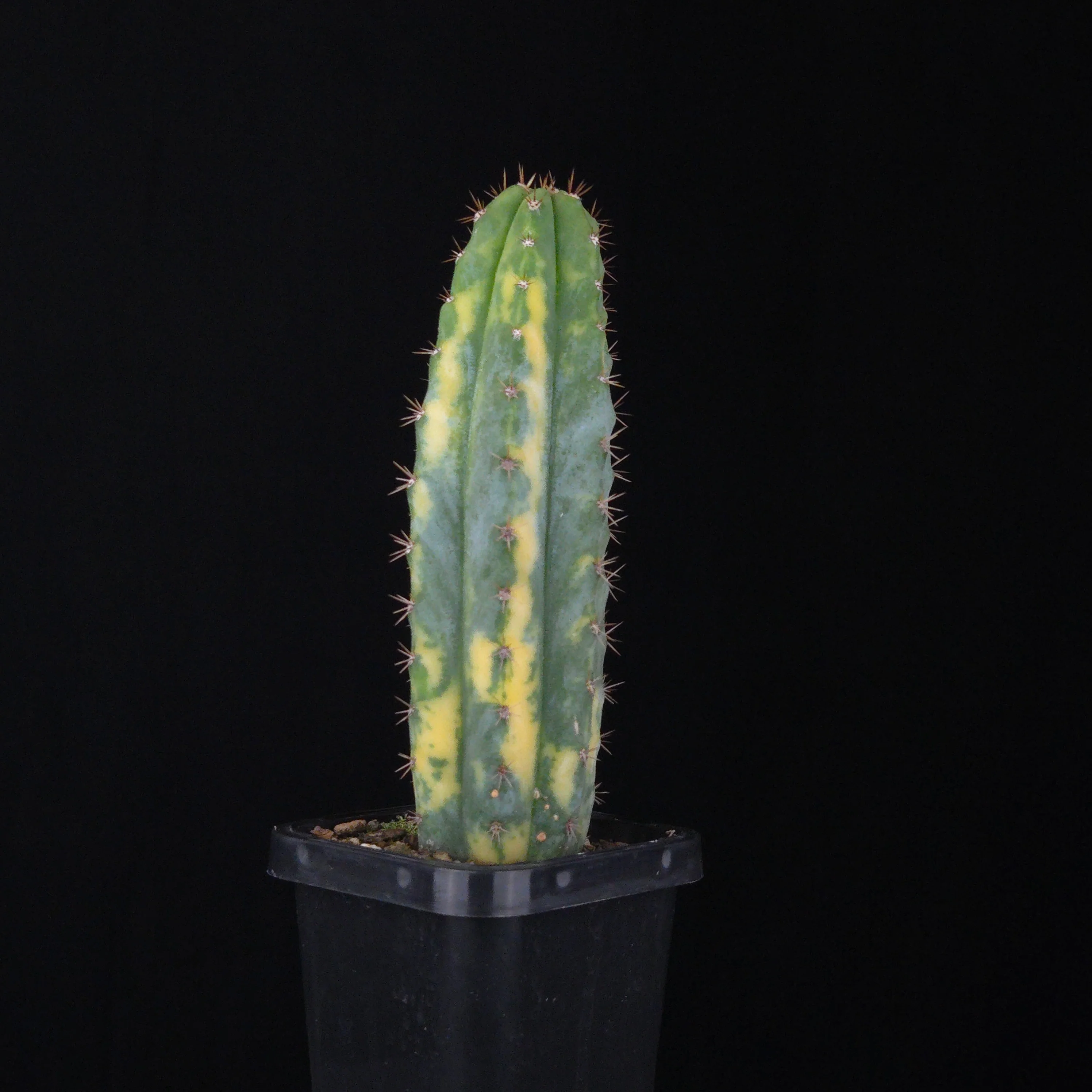 Echinopsis peruvianus f. variegata (syn. Echinopsis macrogona) - Image 4