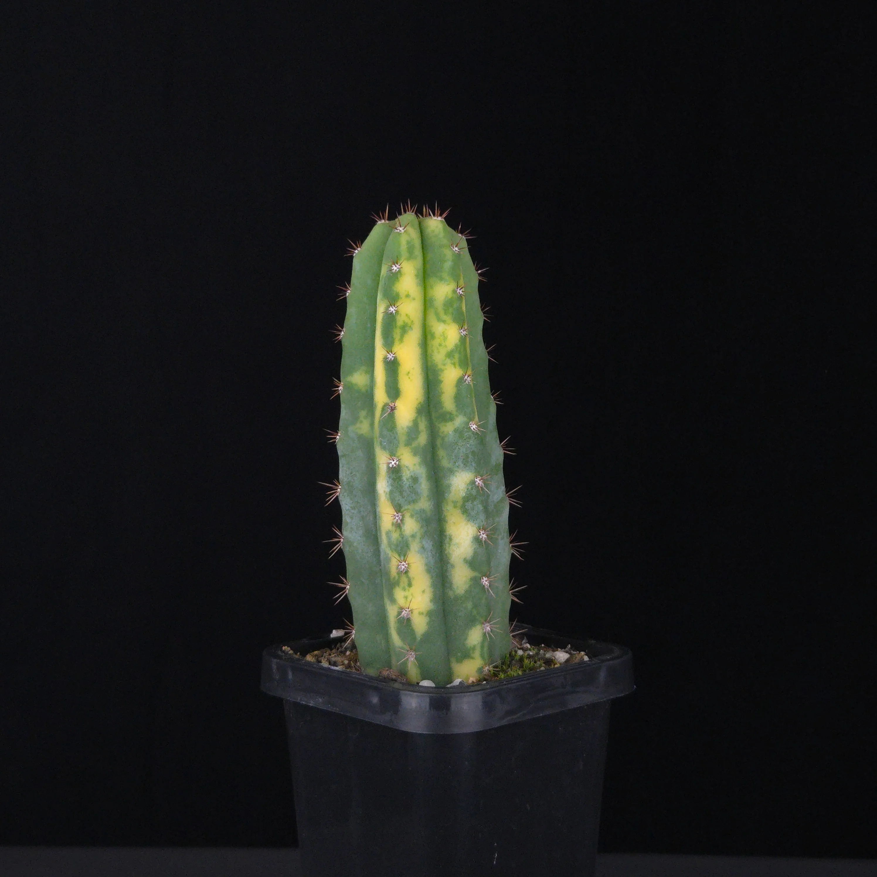Echinopsis peruvianus f. variegata (syn. Echinopsis macrogona) - Image 6