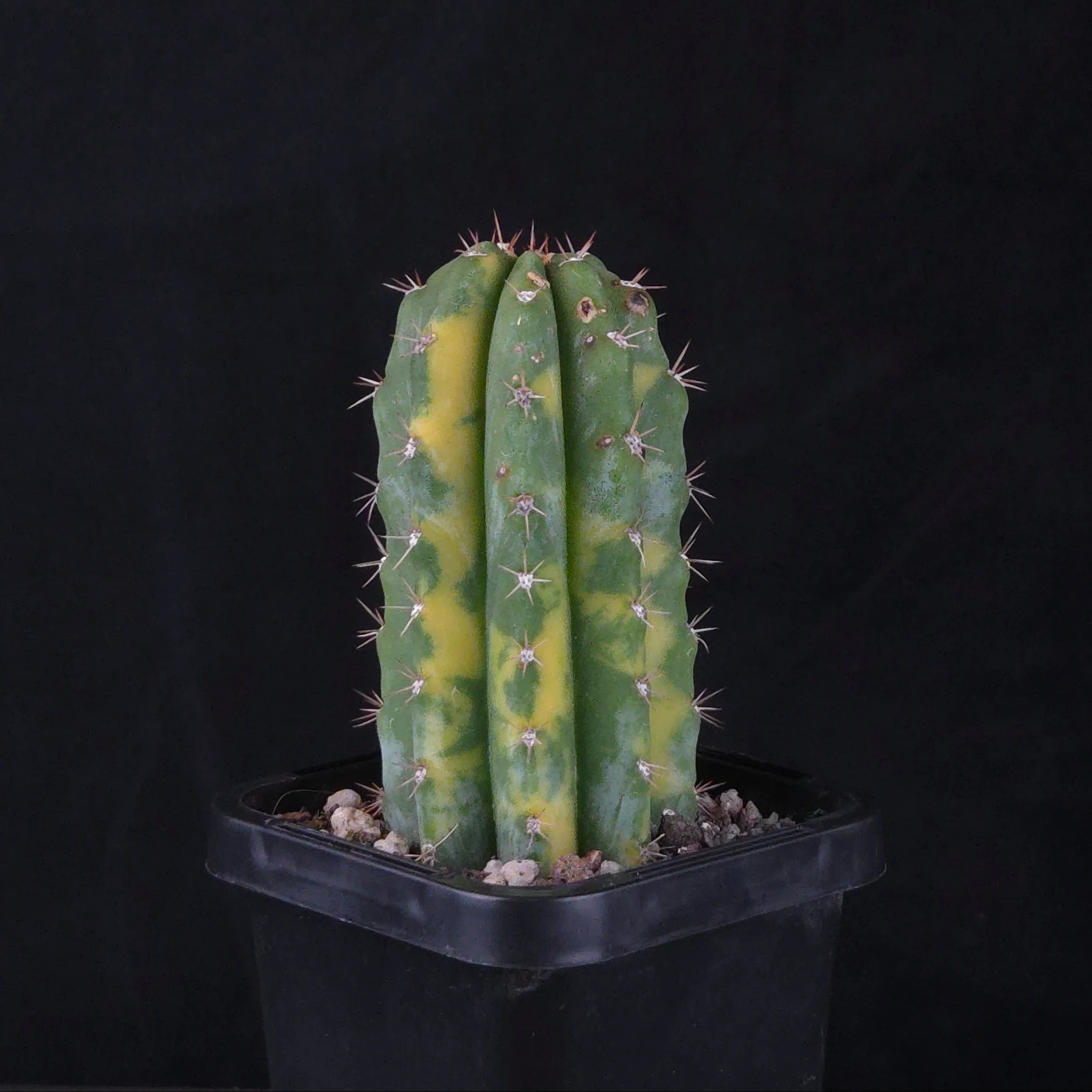 Echinopsis peruvianus f. variegata (syn. Echinopsis macrogona) - Image 9
