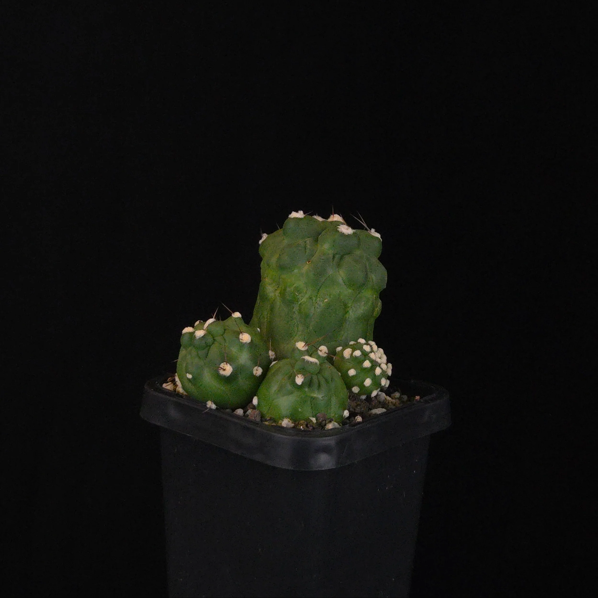 Echinopsis schaeferi f. monstrosa ‘Enigma’ (WA Prohibited)