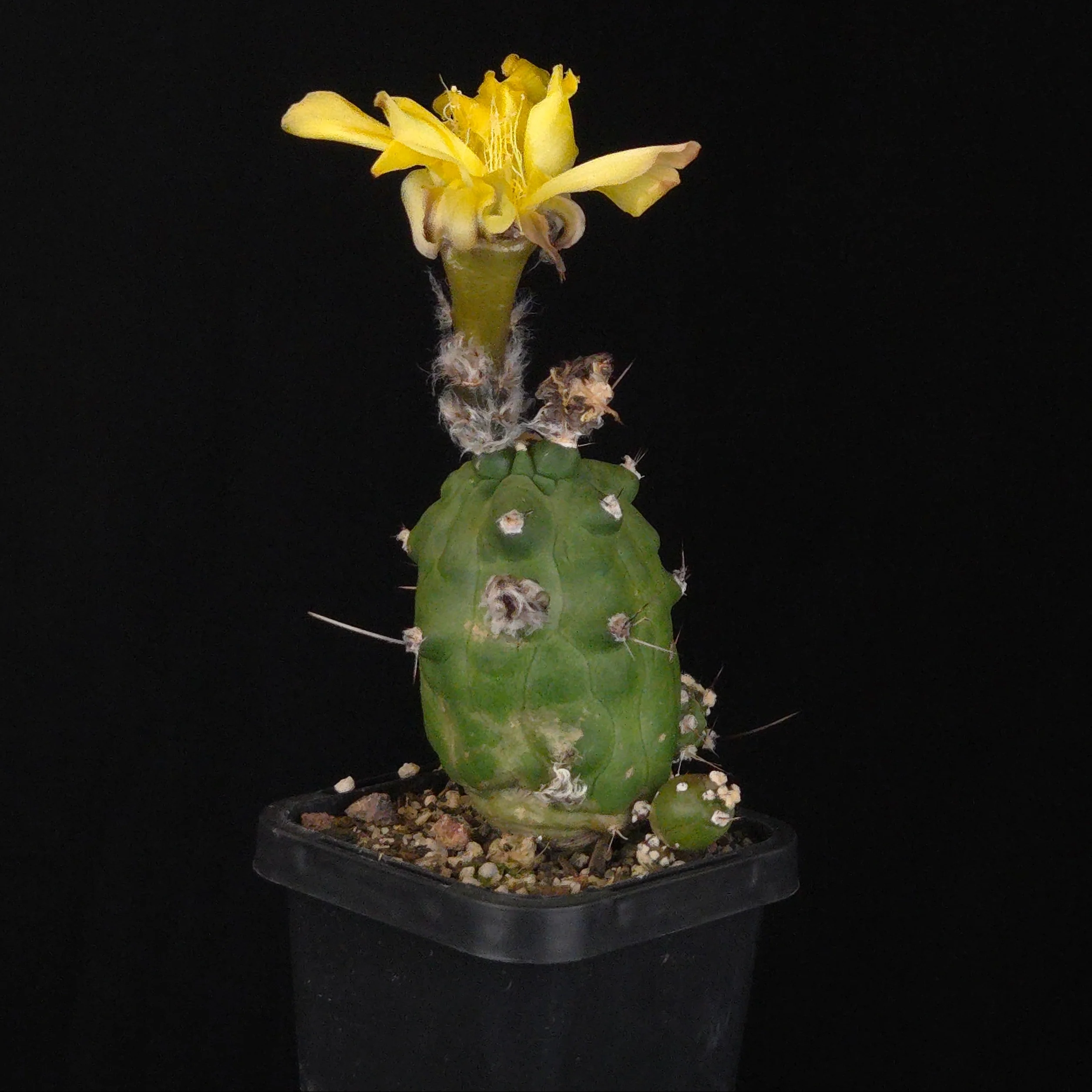 Echinopsis schaeferi f. monstrosa ‘Enigma’ (WA Prohibited) - Image 3
