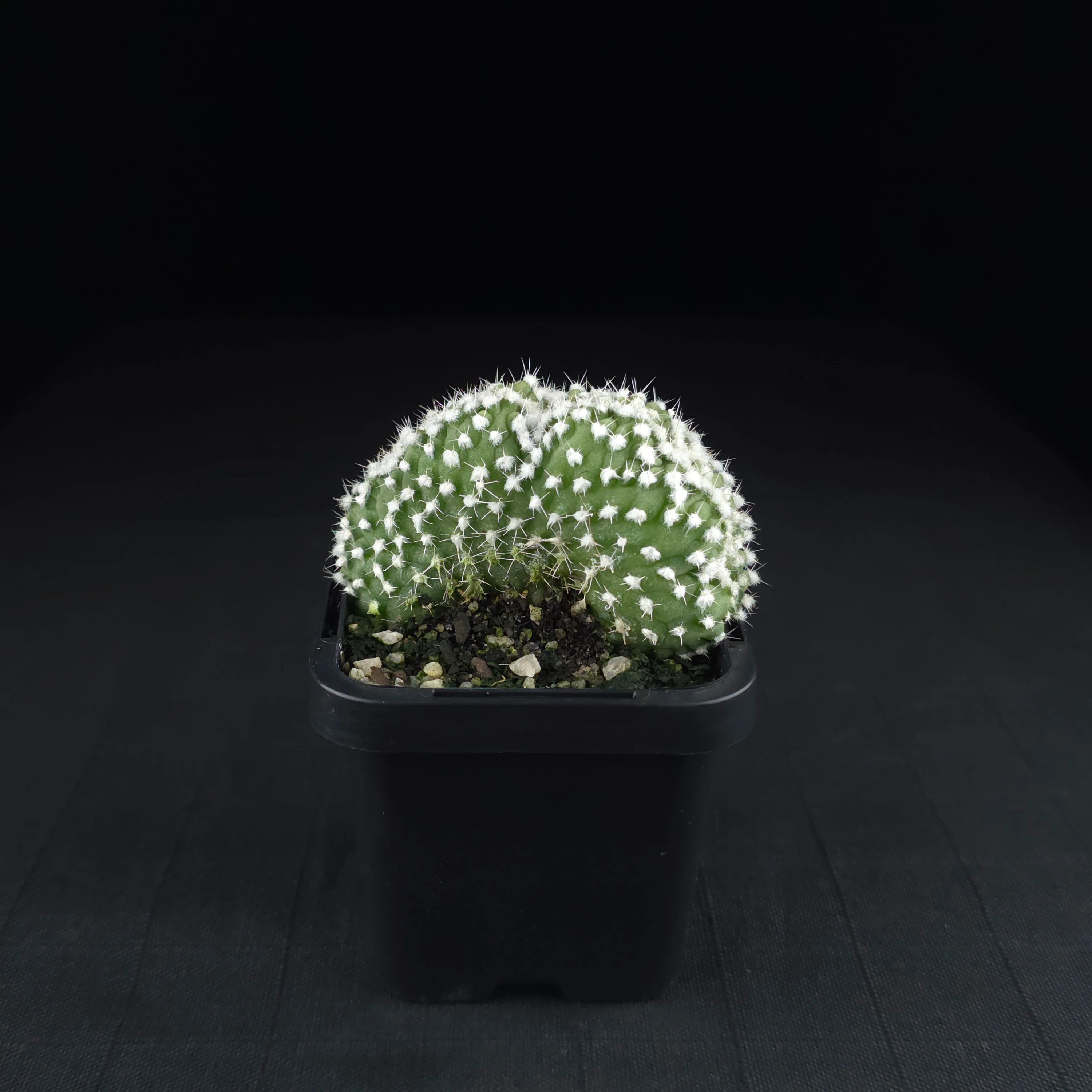 Echinopsis subdenudata f. cristata (syn. subdenudatus) - Image 2