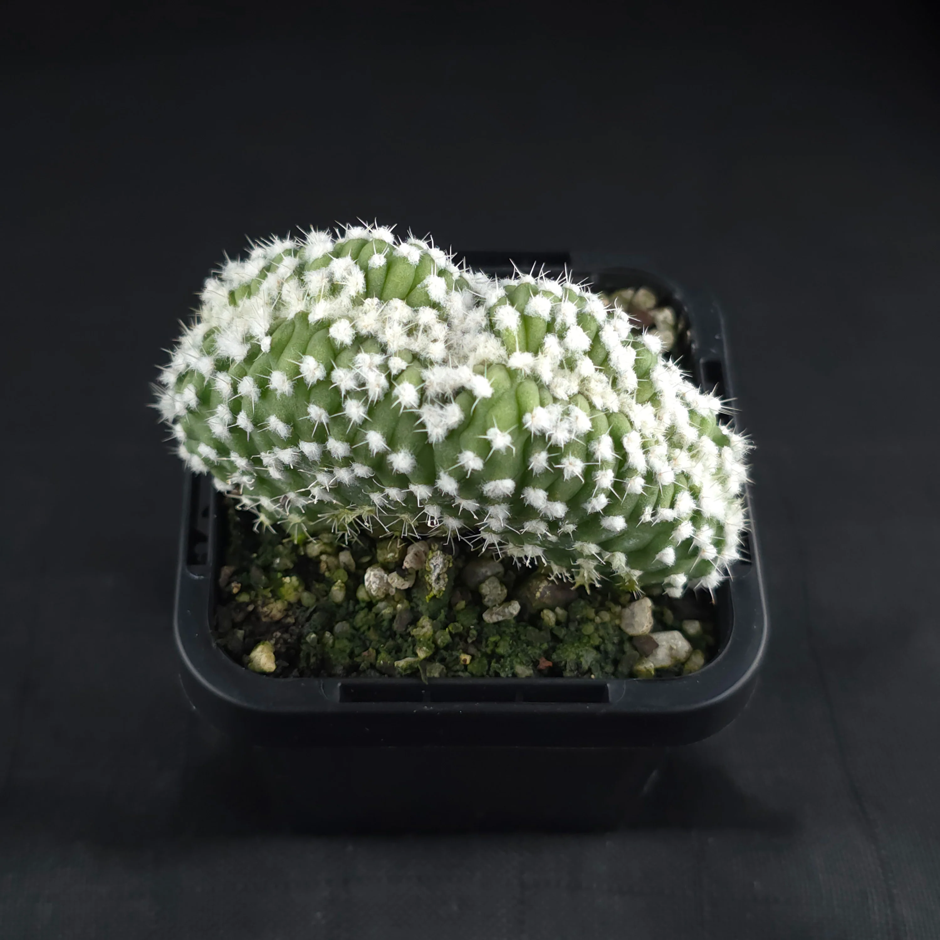 Echinopsis subdenudata f. cristata (syn. subdenudatus) - Image 3