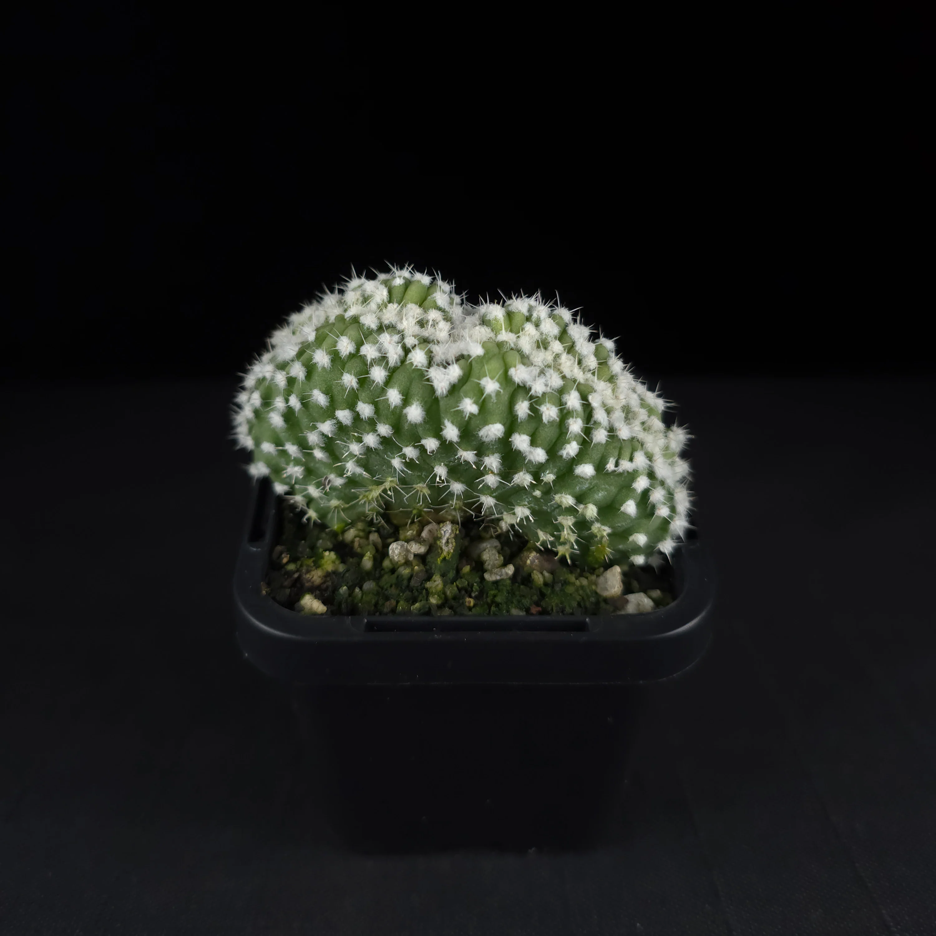 Echinopsis subdenudata f. cristata (syn. subdenudatus) - Image 4
