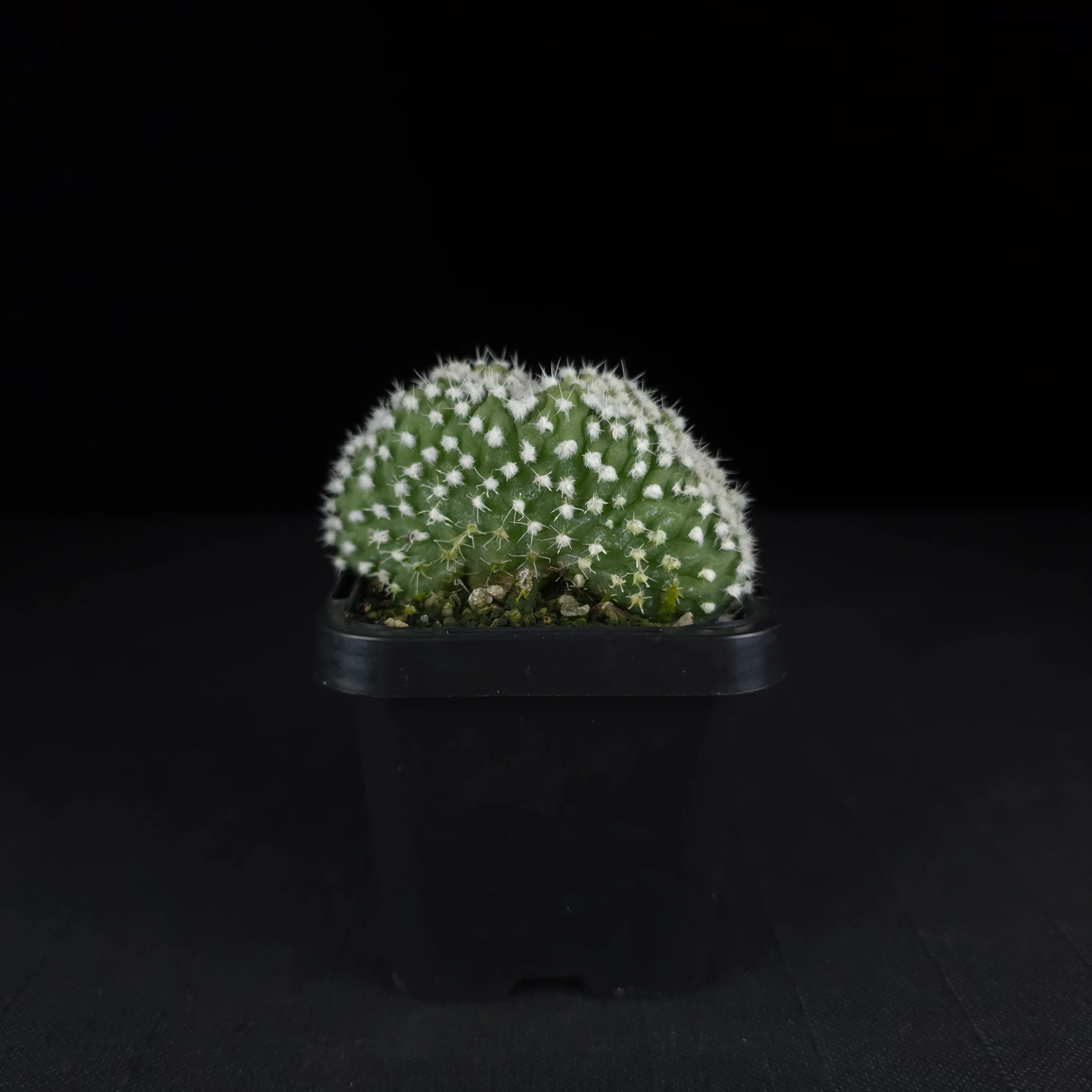 Echinopsis subdenudata f. cristata (syn. subdenudatus) - Image 5