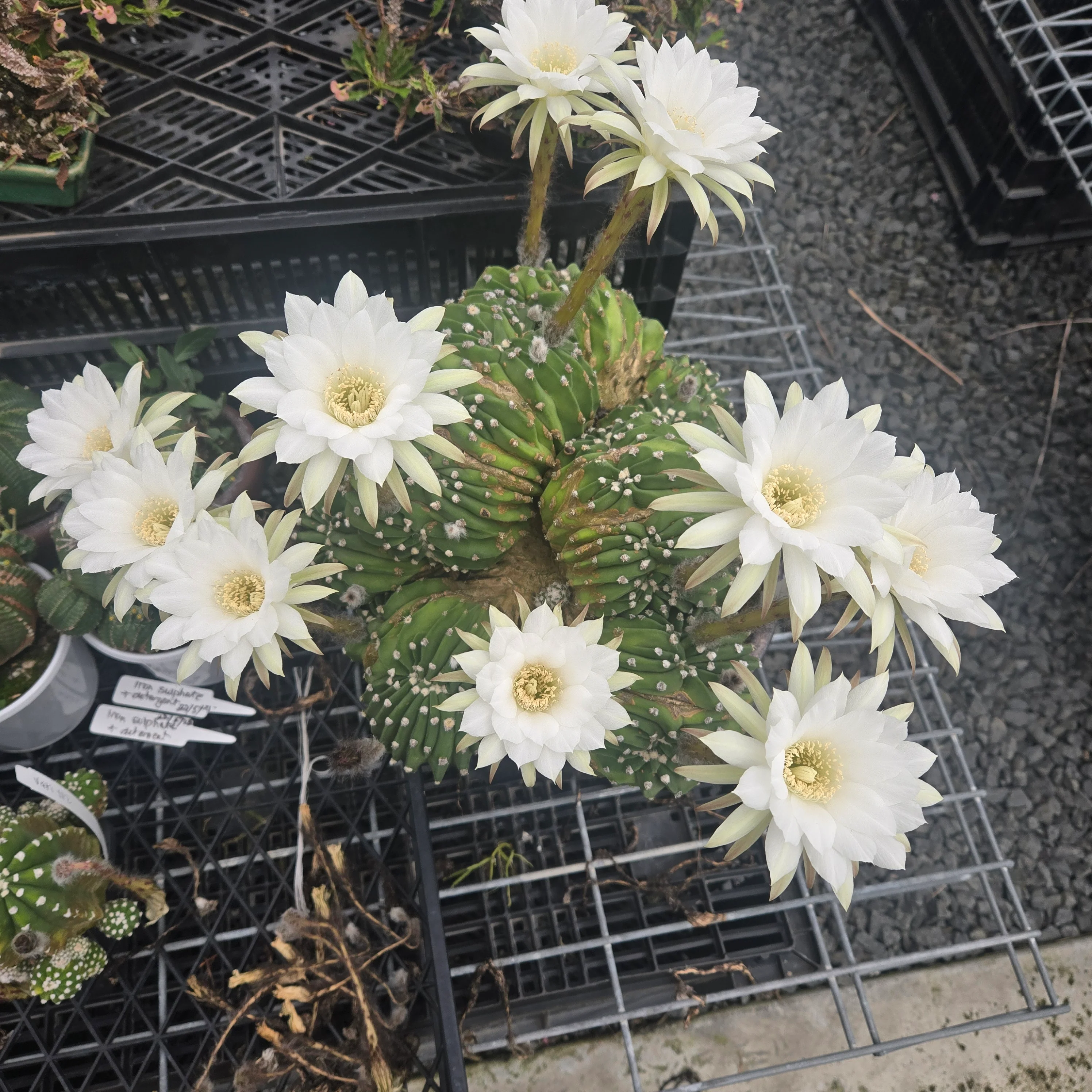 Echinopsis subdenudata f. cristata – Monumental Specimen (syn. subdenudatus) - One Off Specials - Image 6