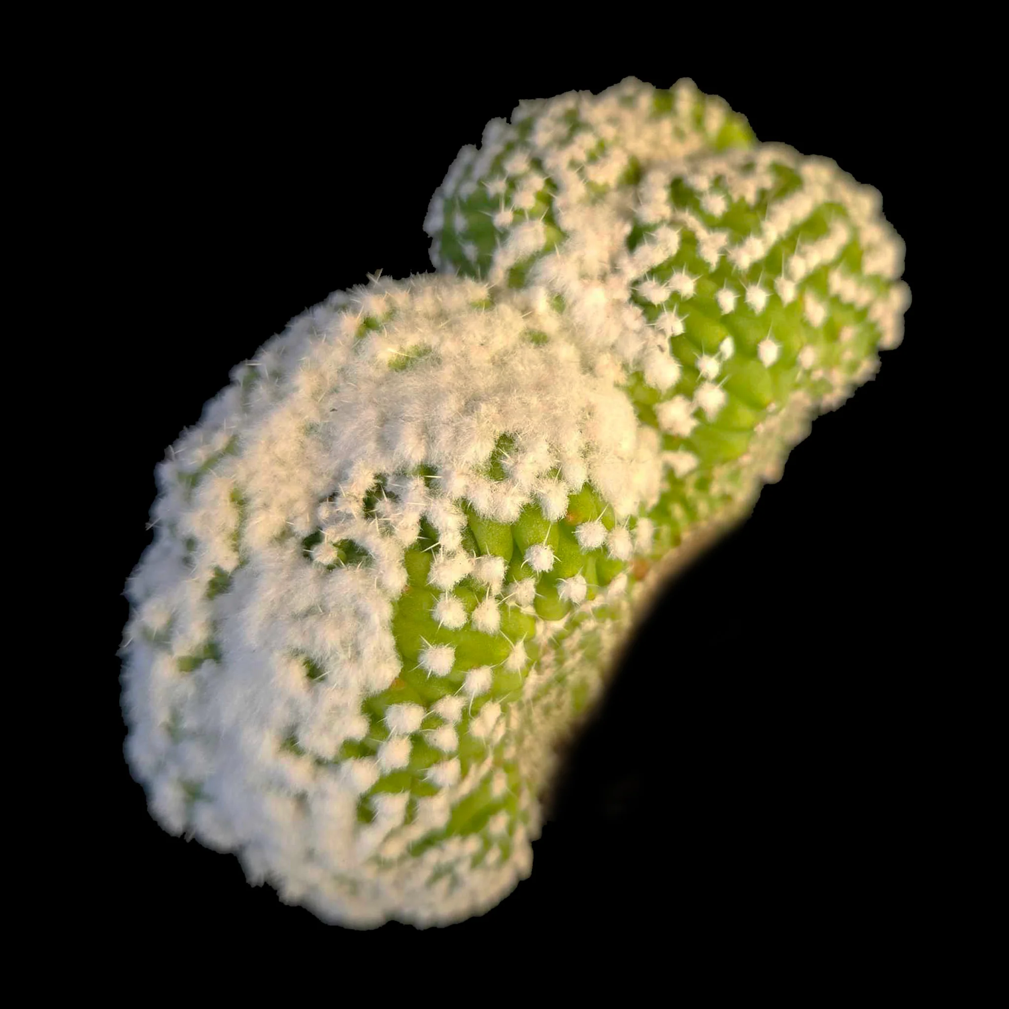 Echinopsis subdenudata f. cristata 'Frosty Top' (syn. subdenudatus)