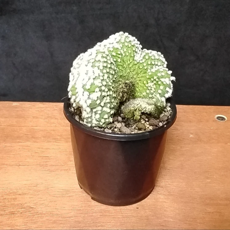 Echinopsis subdenudata f. cristata 'Frosty Top' (syn. subdenudatus) - Image 2