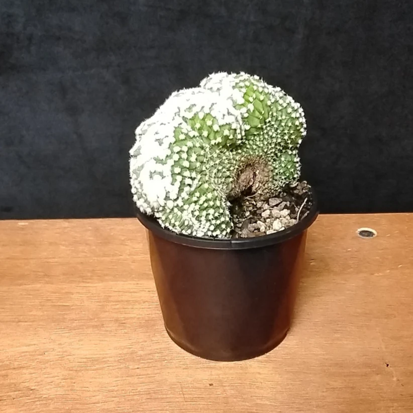 Echinopsis subdenudata f. cristata 'Frosty Top' (syn. subdenudatus) - Image 3
