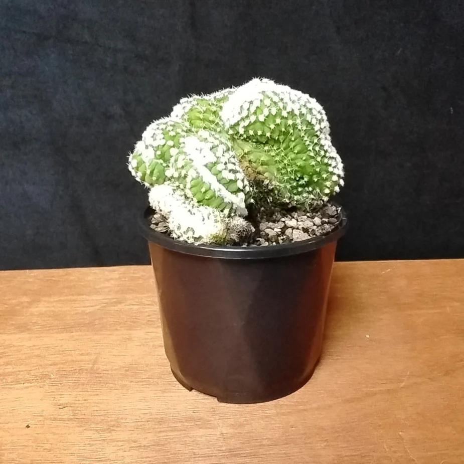 Echinopsis subdenudata f. cristata 'Frosty Top' (syn. subdenudatus) - Image 4