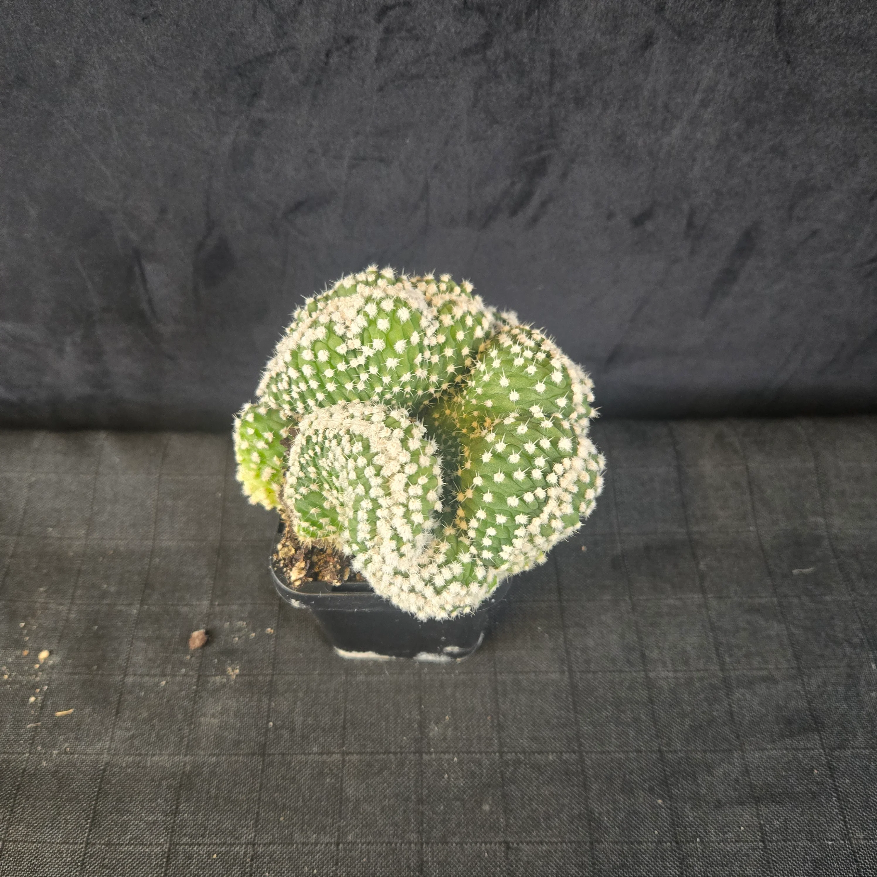 Echinopsis subdenudata f. cristata 'Frosty Top' (syn. subdenudatus) - Image 5