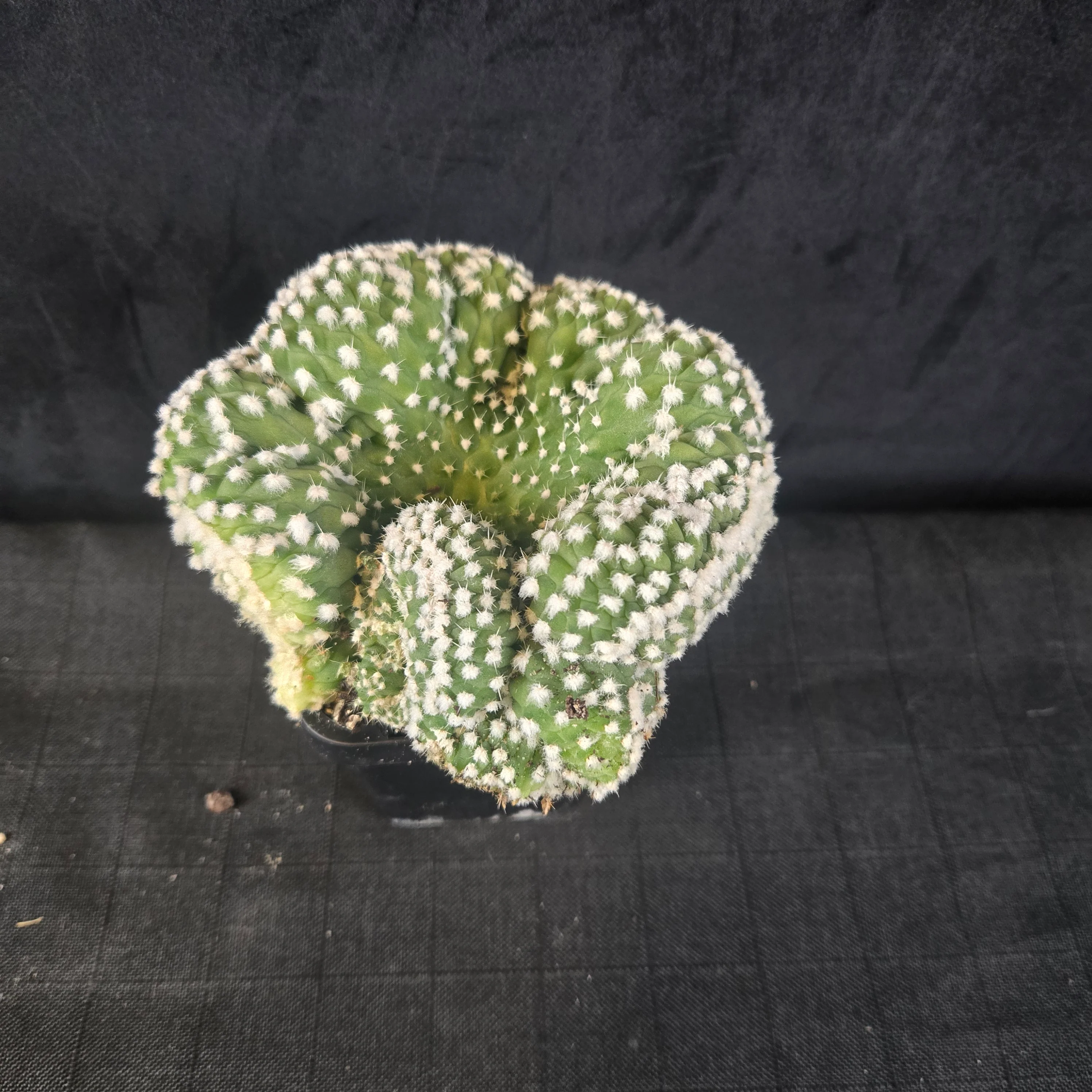 Echinopsis subdenudata f. cristata 'Frosty Top' (syn. subdenudatus) - Image 6