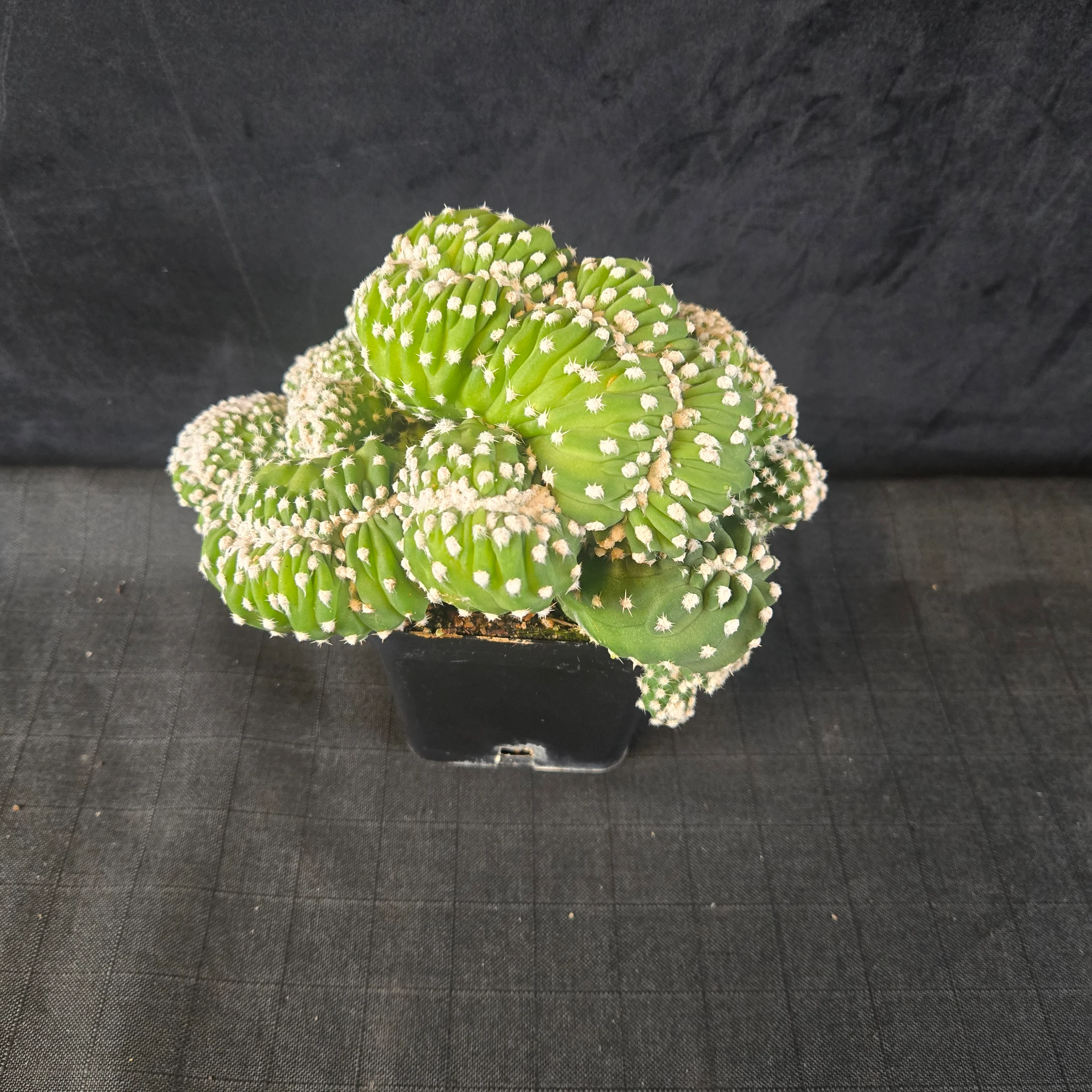 Echinopsis subdenudata f. cristata 'Frosty Top' (syn. subdenudatus) - Image 7