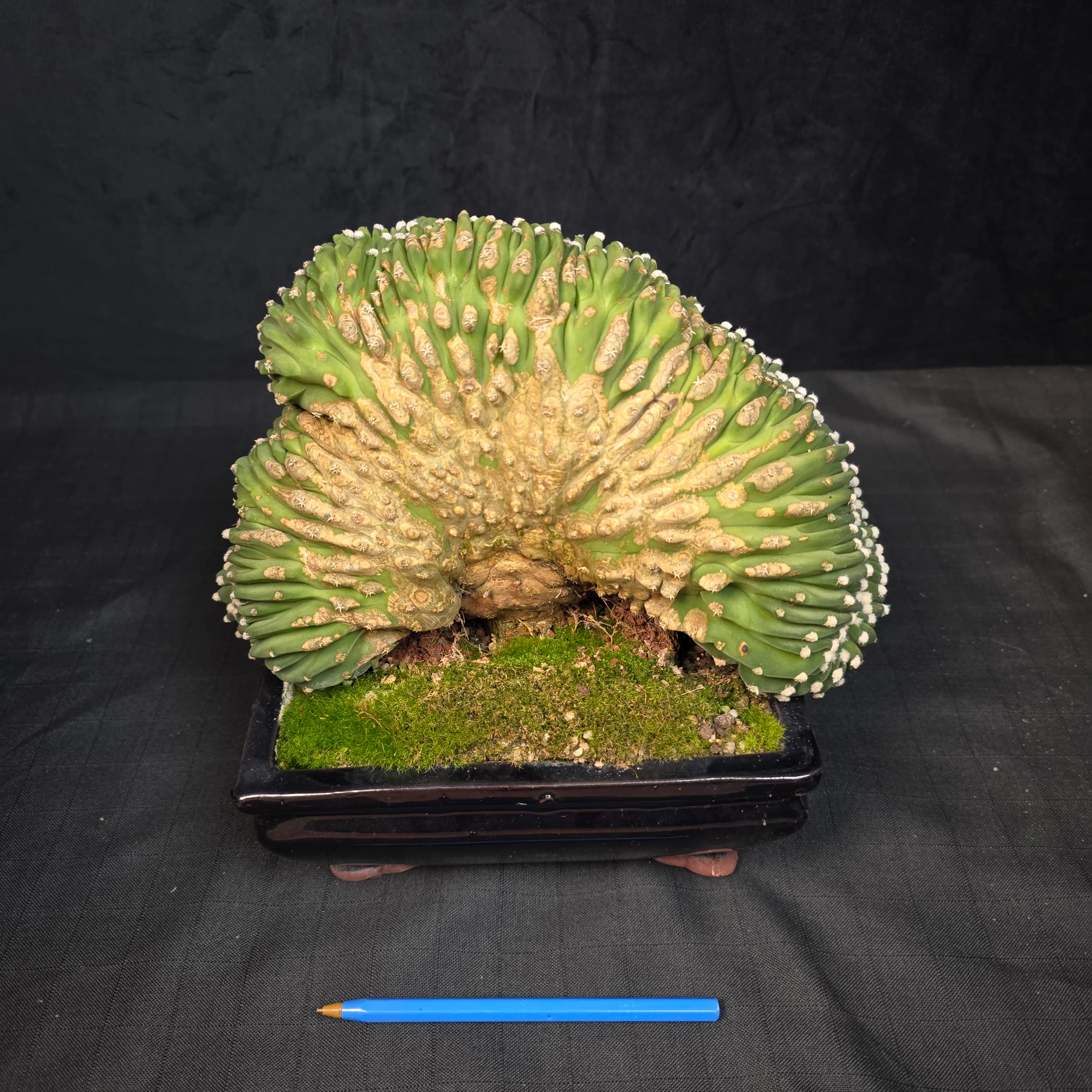 Echinopsis subdenudata f. cristata – Monumental Specimen (syn. subdenudatus) - One Off Specials - Image 3