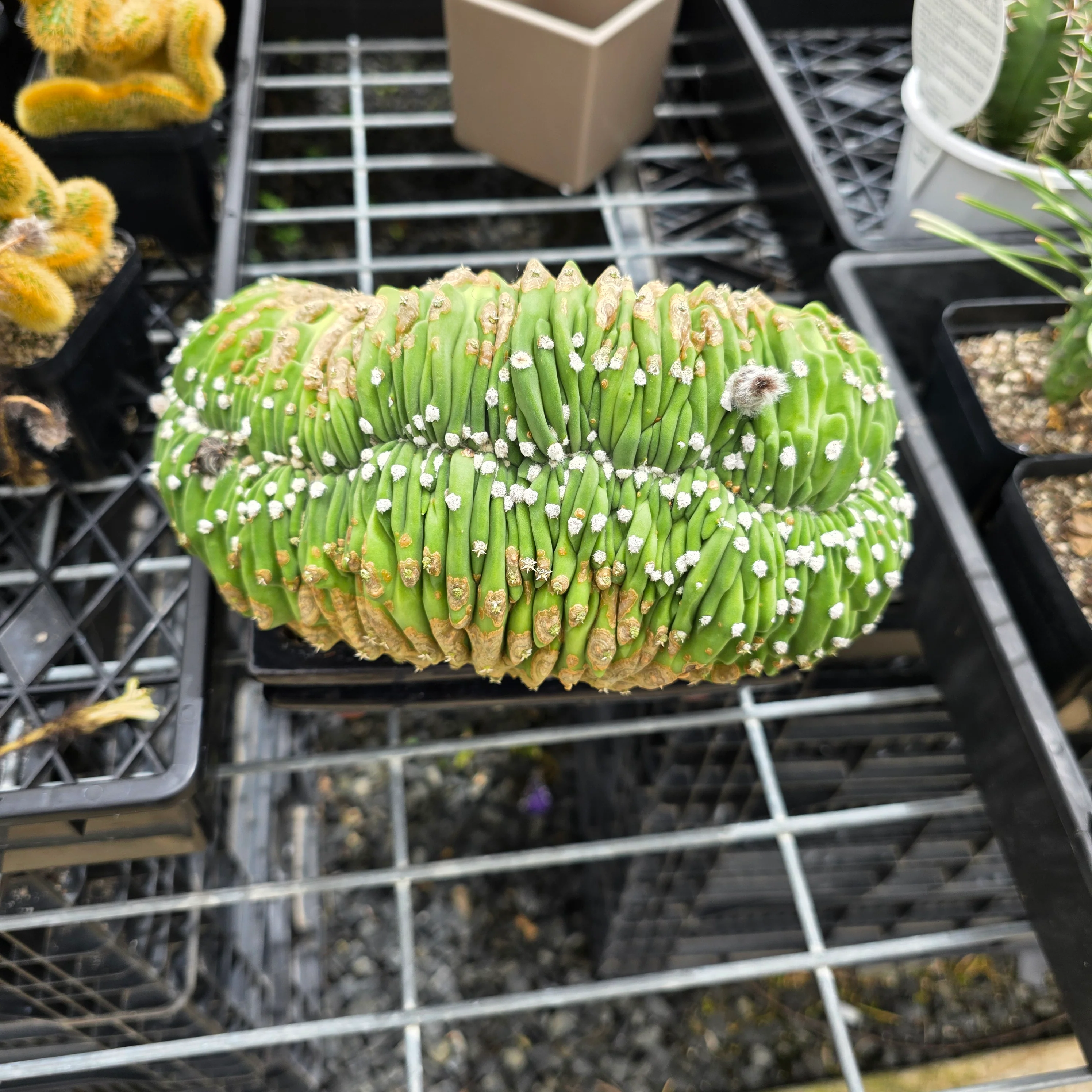 Echinopsis subdenudata f. cristata – Monumental Specimen (syn. subdenudatus) - One Off Specials - Image 4