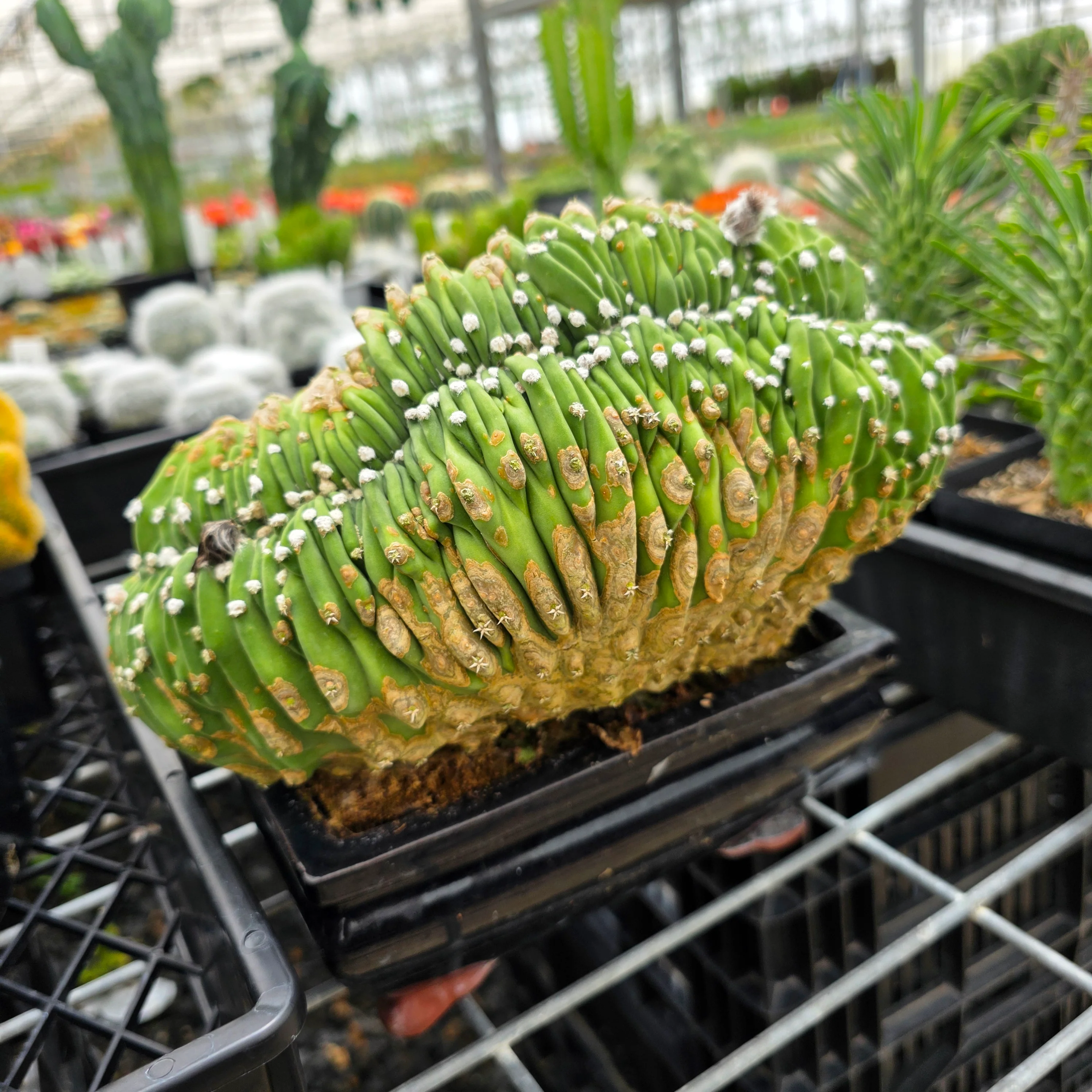 Echinopsis subdenudata f. cristata – Monumental Specimen (syn. subdenudatus) - One Off Specials - Image 5