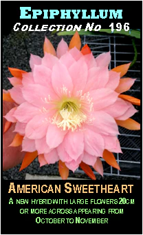 Epiphyllum 'American Sweetheart' - Image 2