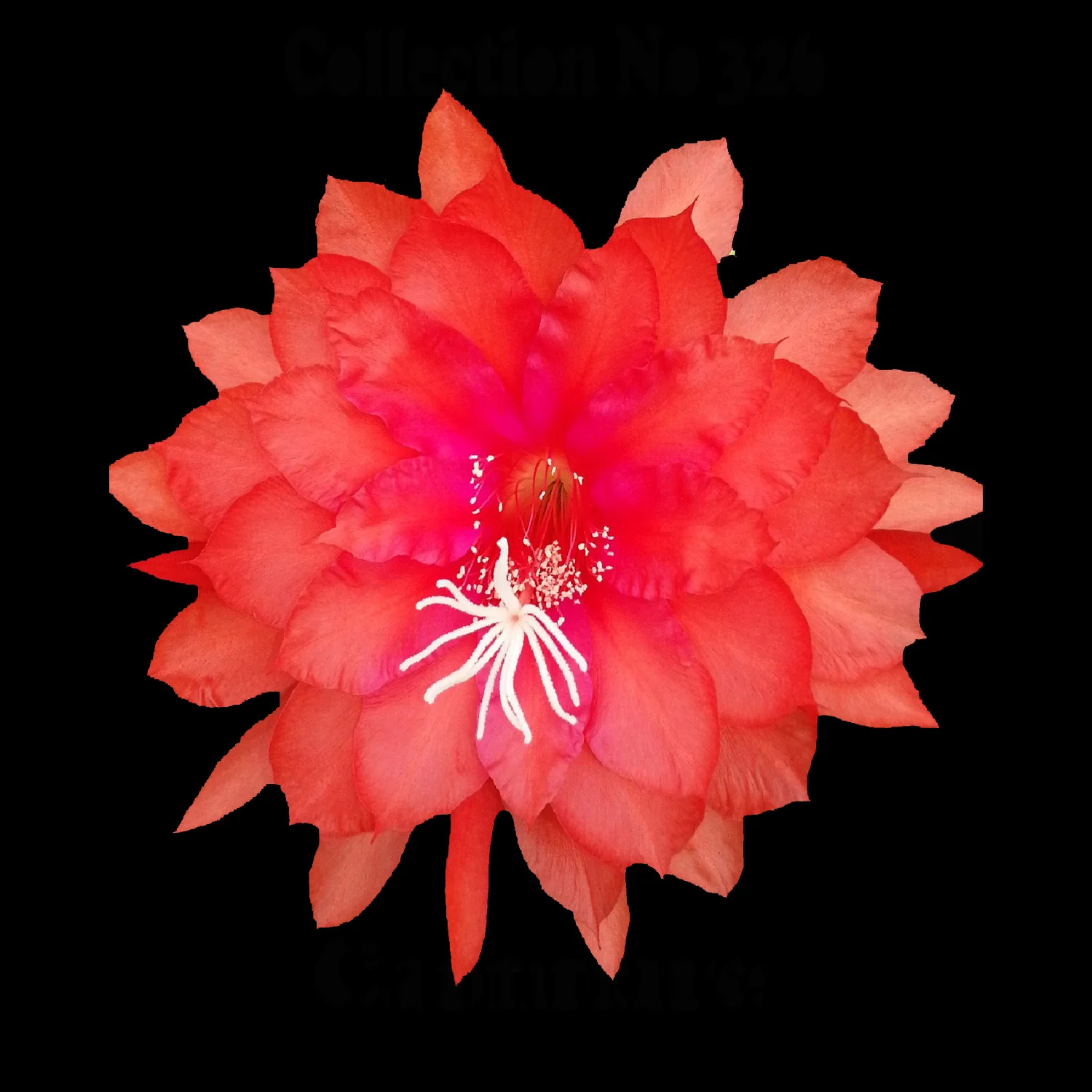 Epiphyllum 'Campfire'