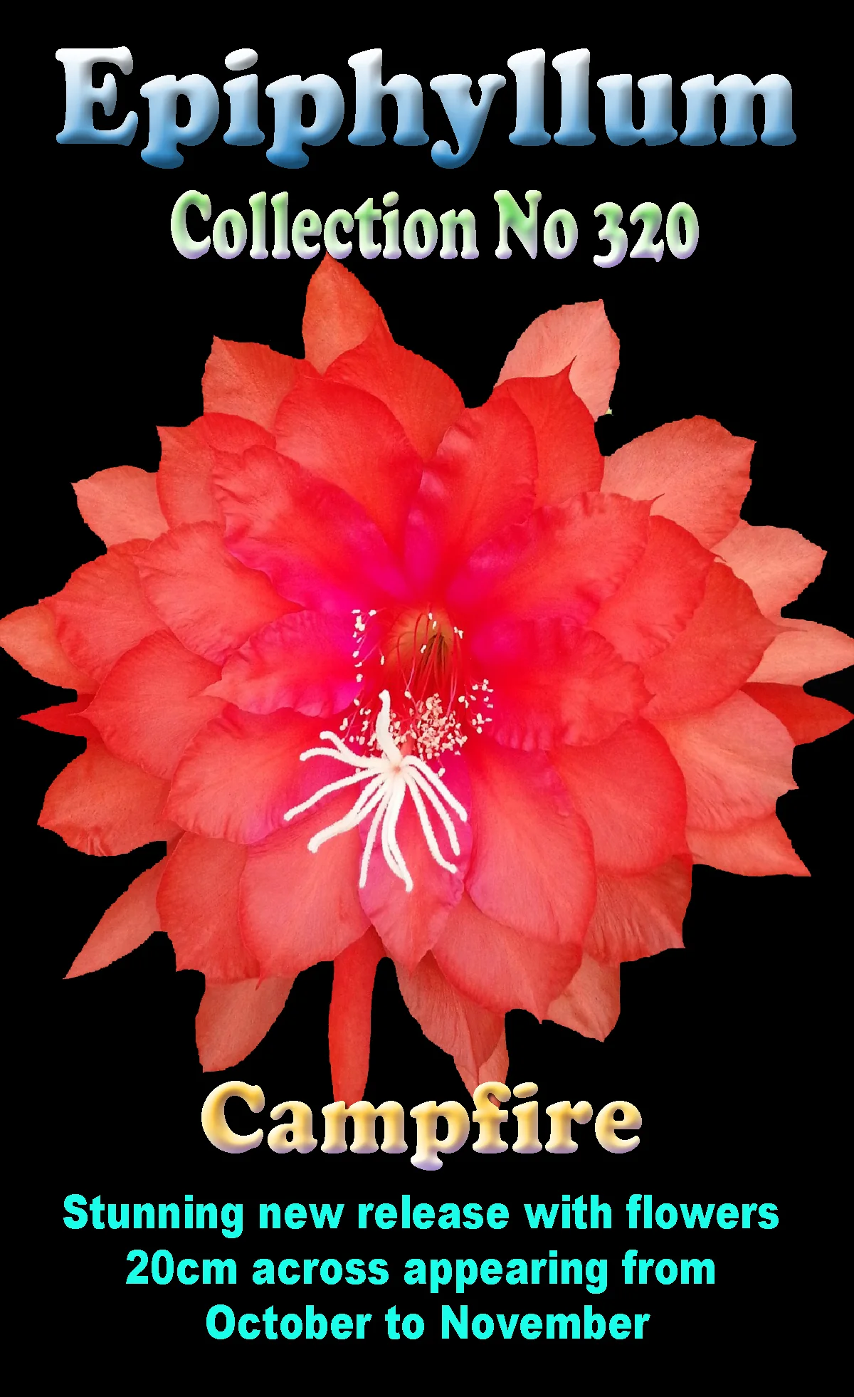 Epiphyllum 'Campfire' - Image 2