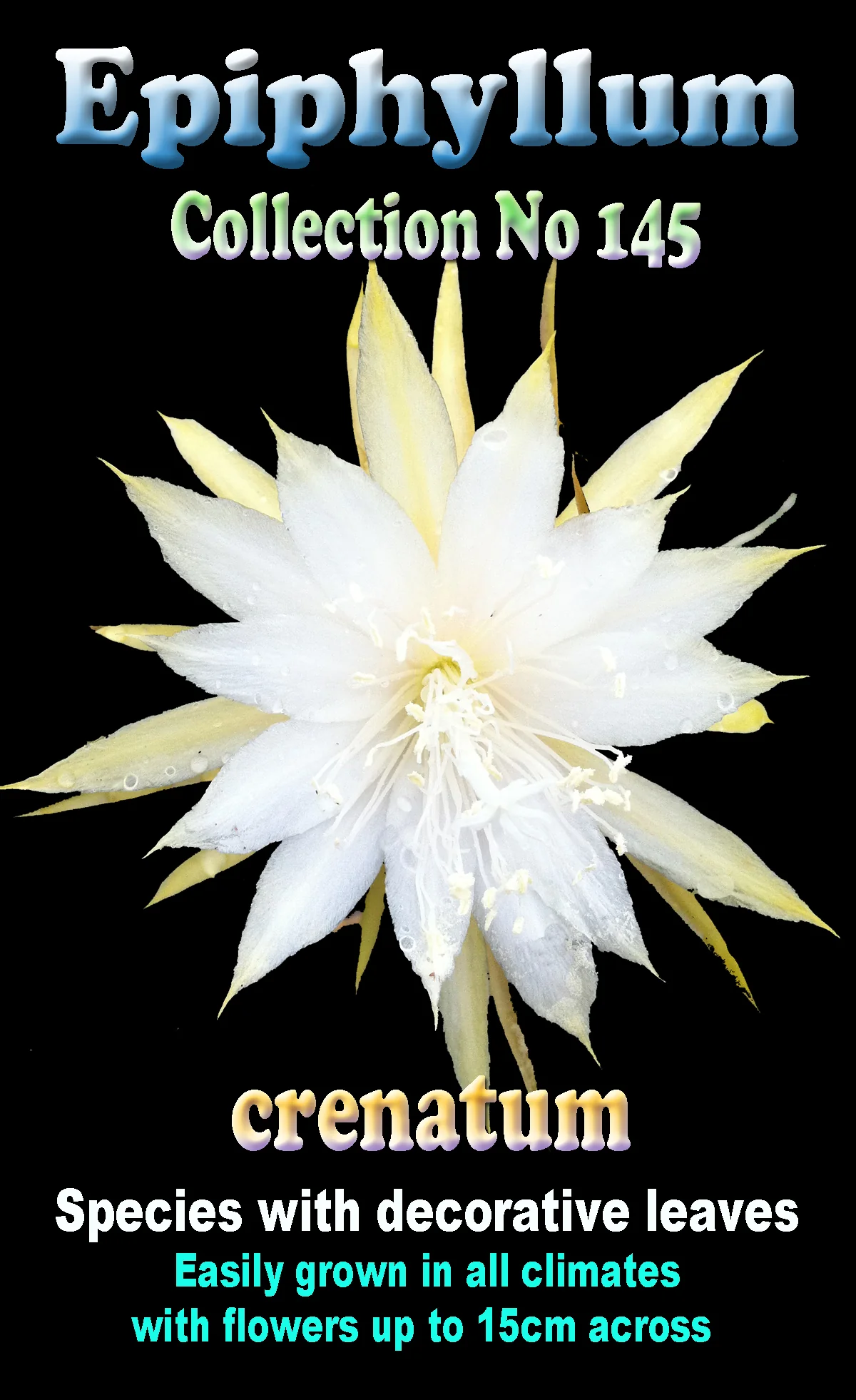 Epiphyllum crenatum - The Crenate Orchid Cactus - Image 2