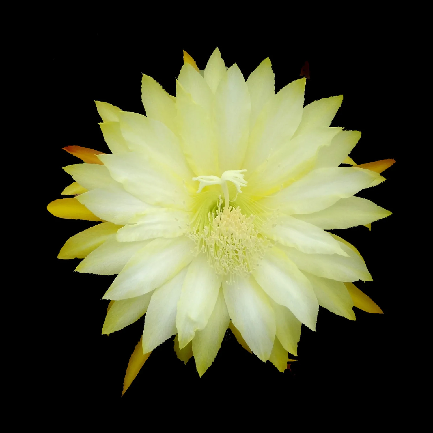 Epiphyllum 'Dijonnaise'