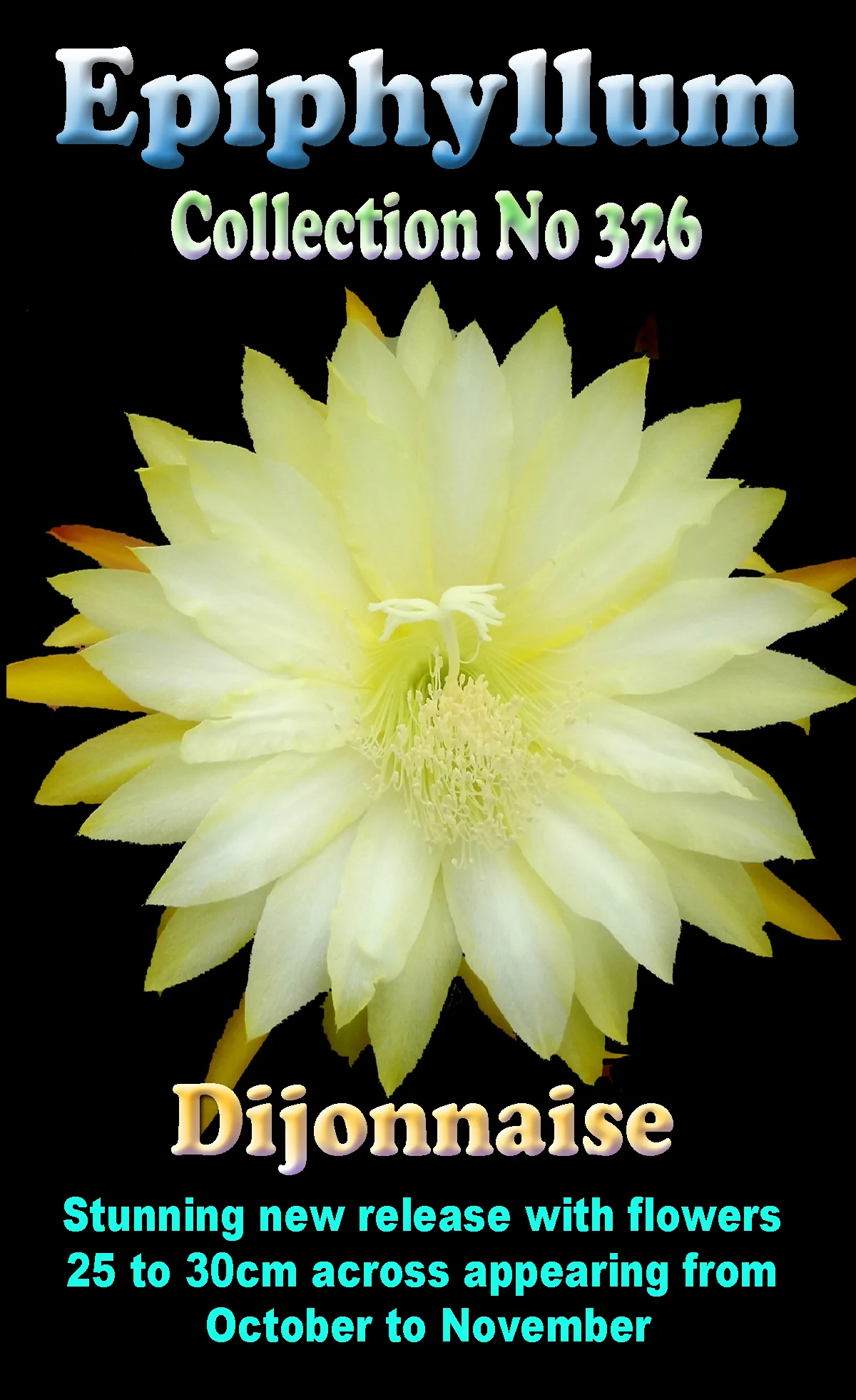 Epiphyllum 'Dijonnaise' - Image 2