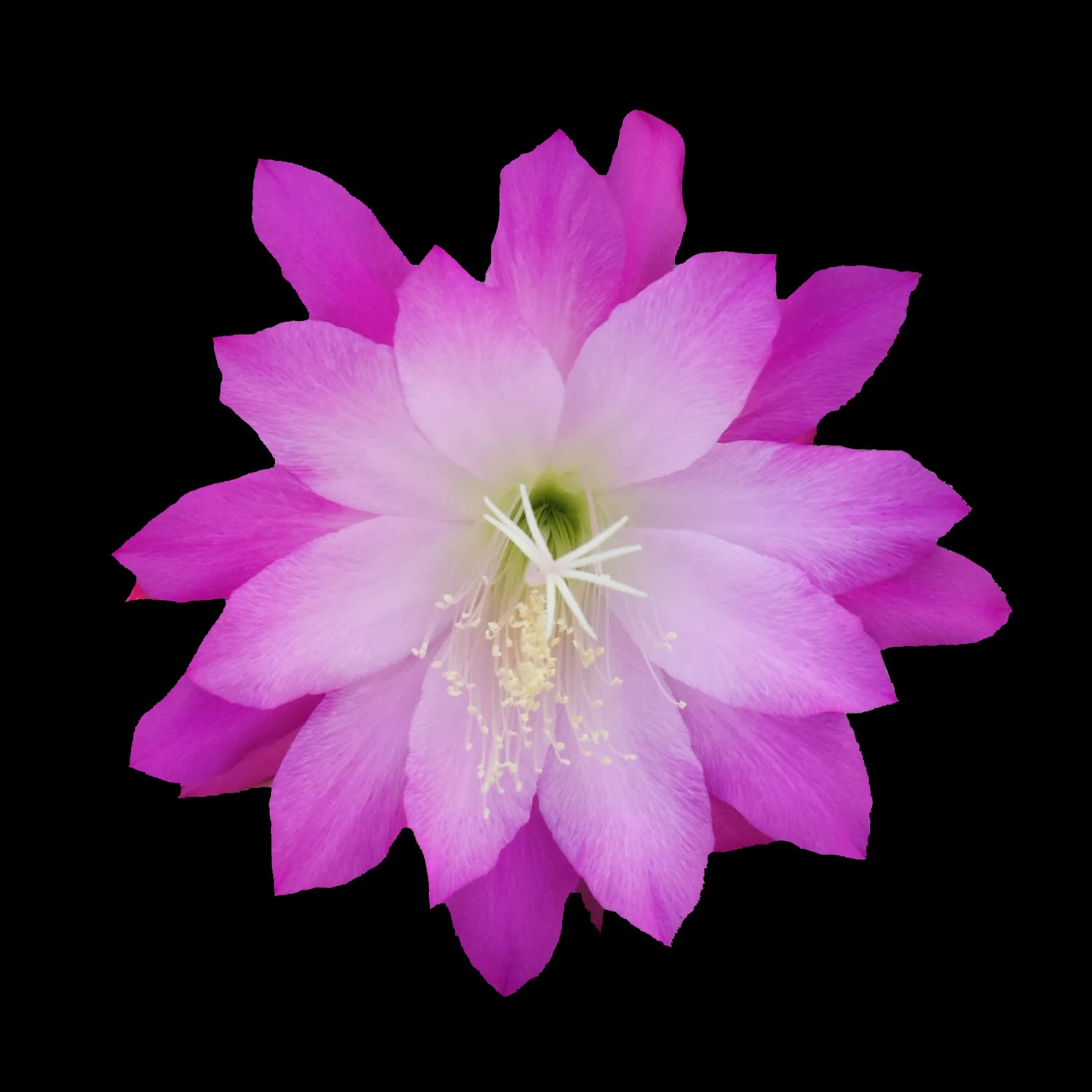 Epiphyllum 'First Romance'