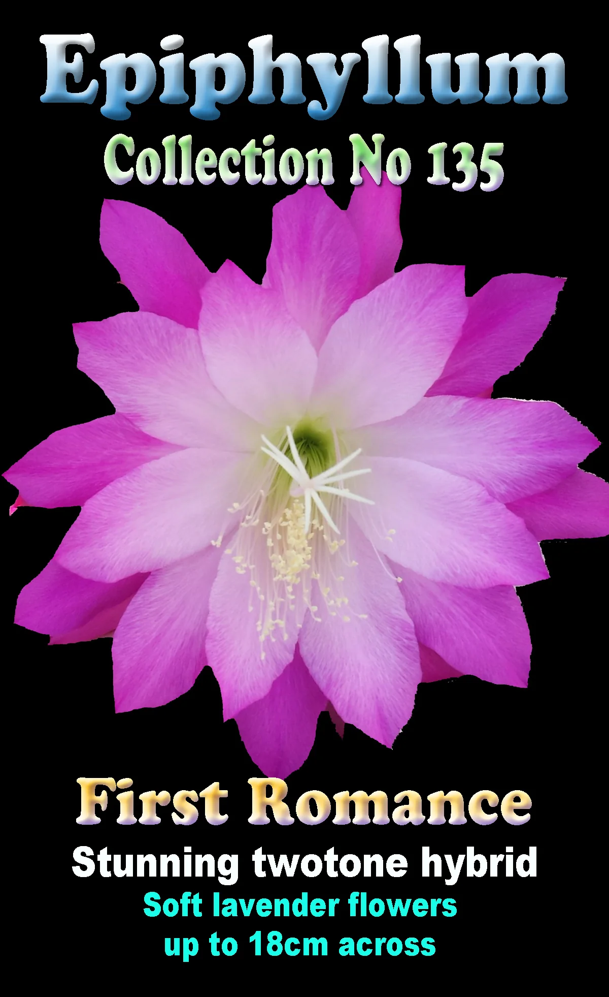 Epiphyllum 'First Romance' - Image 2