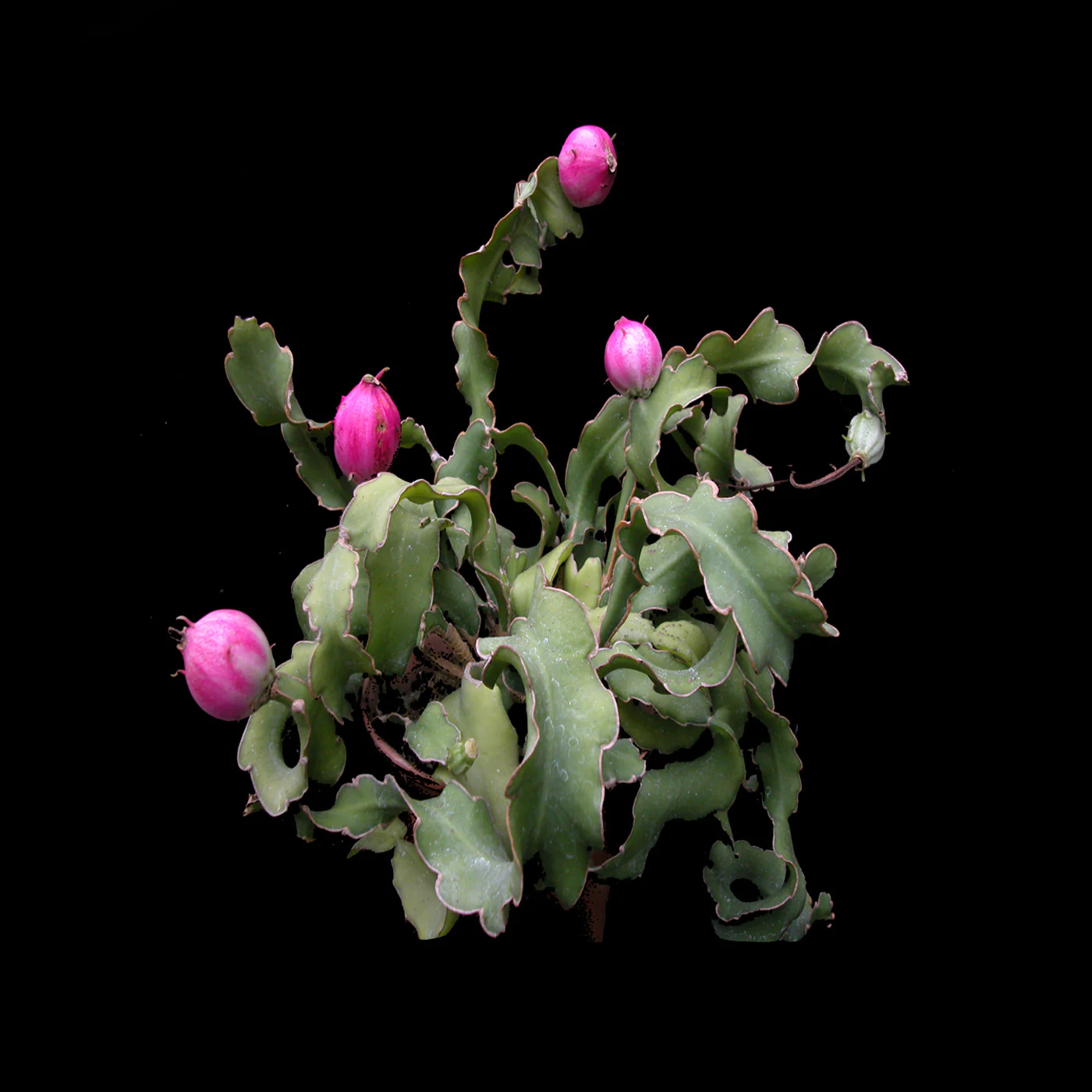 Epiphyllum guatemalense var. monstrose 'Curly Sue' - Curly Orchid Cactus