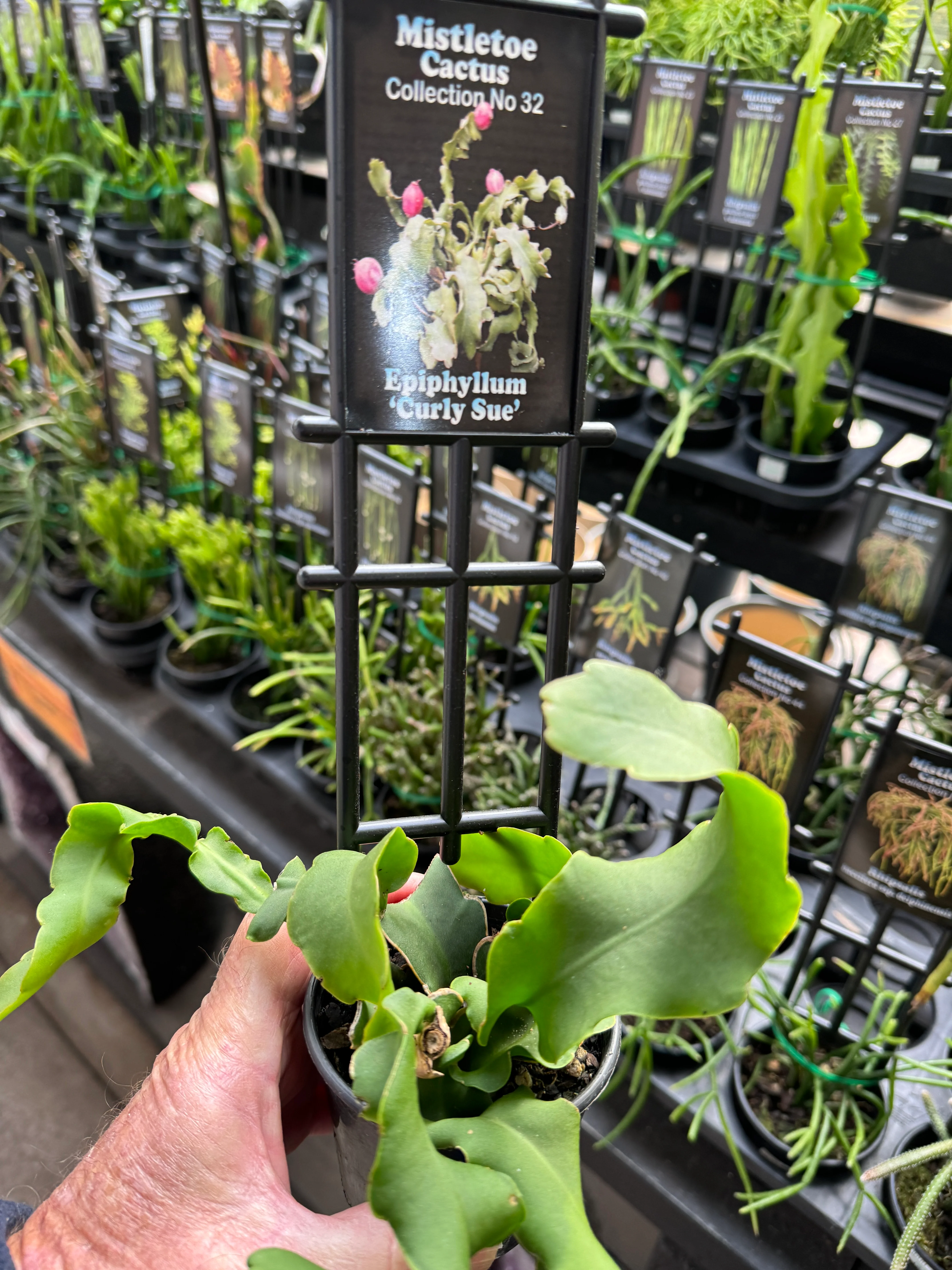 Epiphyllum guatemalense var. monstrose 'Curly Sue' - Curly Orchid Cactus - Image 2