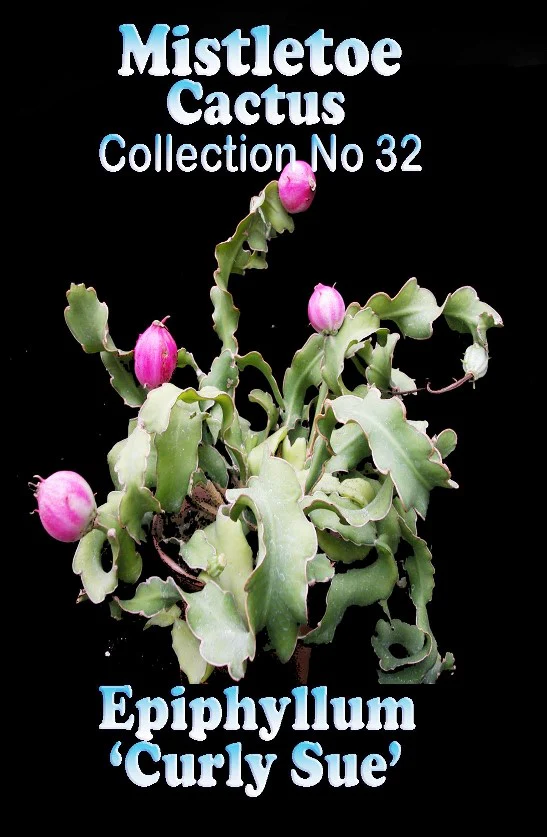 Epiphyllum guatemalense var. monstrose 'Curly Sue' - Curly Orchid Cactus - Image 3