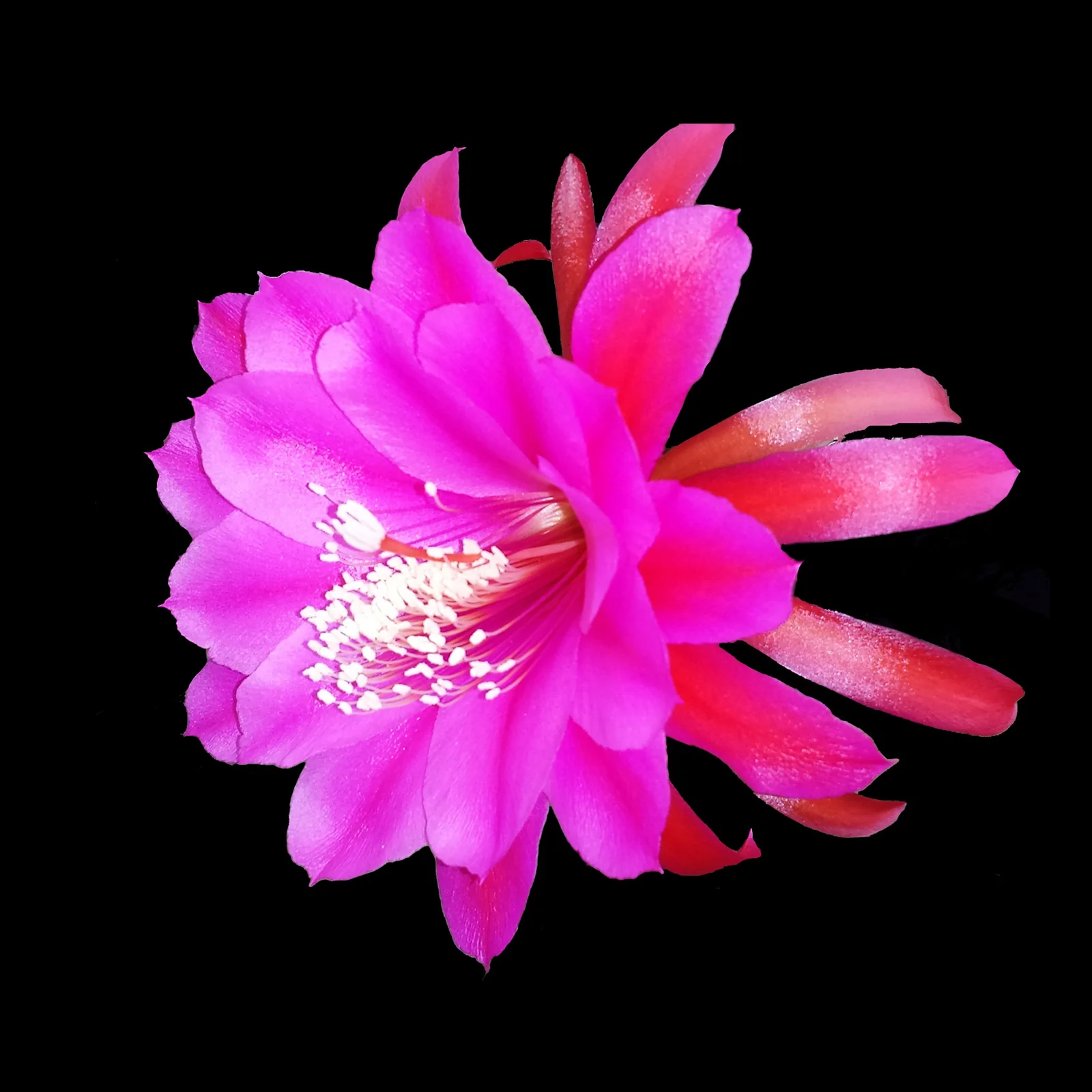 Epiphyllum 'Harold Knebel'