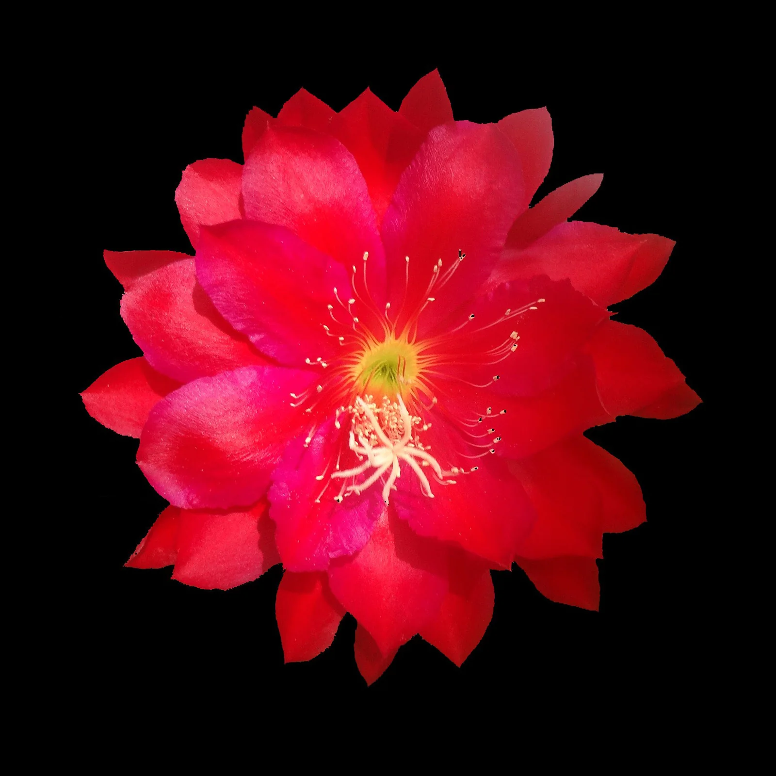 Epiphyllum 'Kiwi Legend'