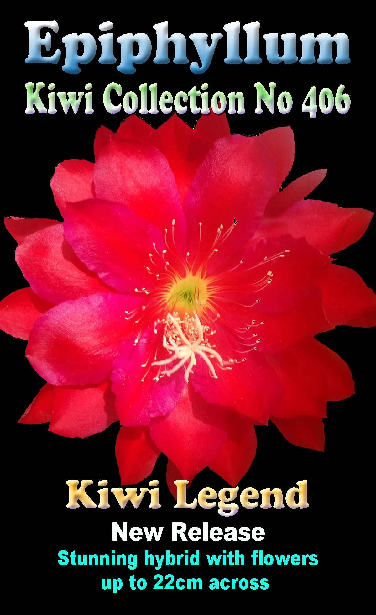 Epiphyllum 'Kiwi Legend' - Image 2