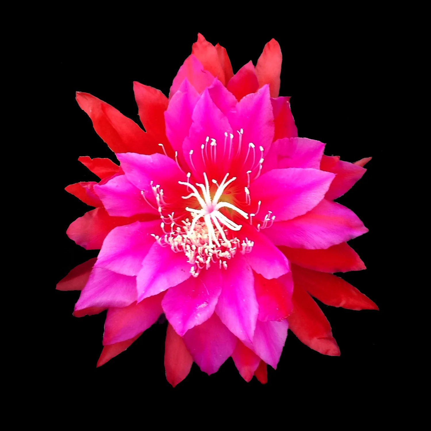 Epiphyllum 'Kiwi Soprano'