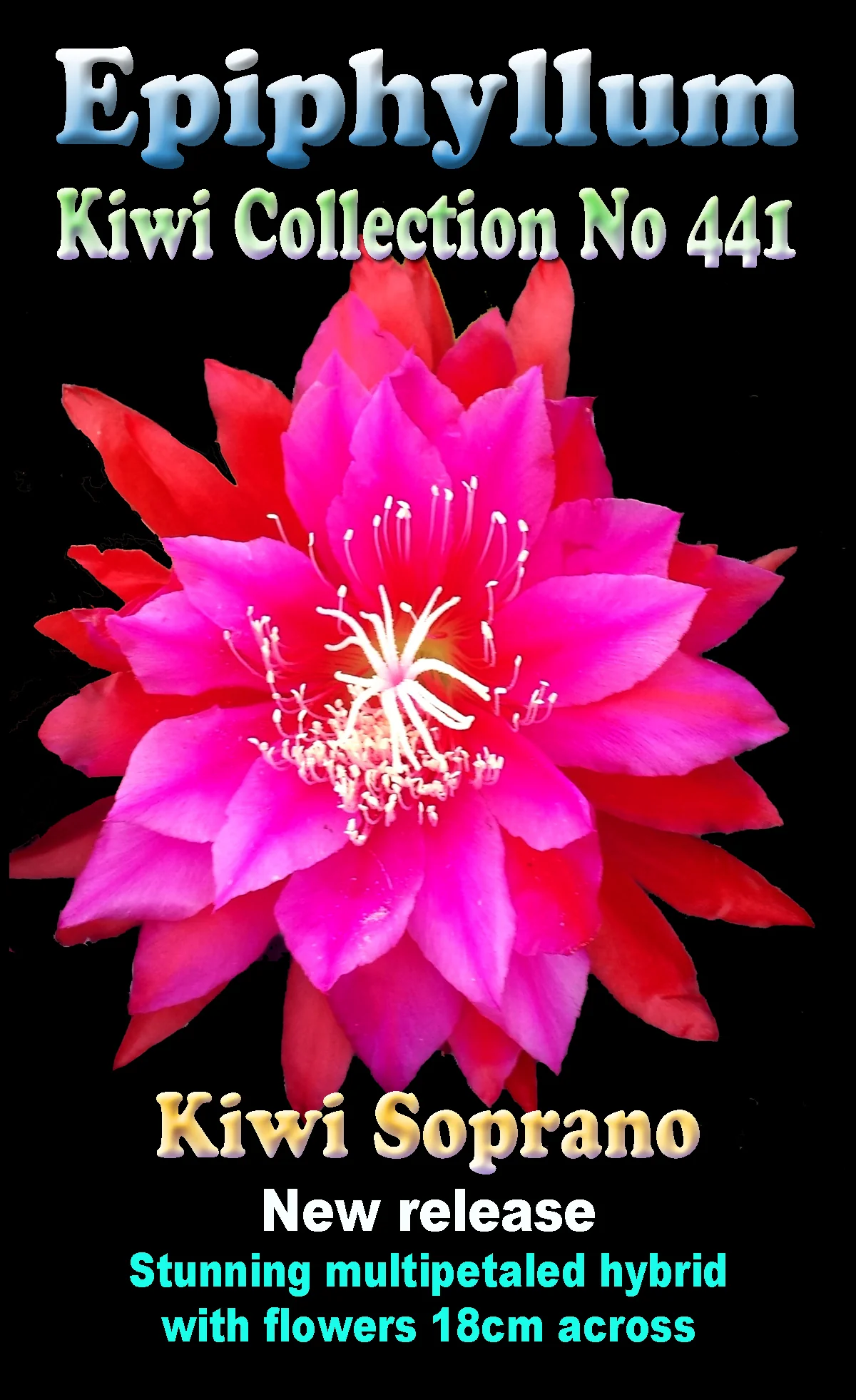 Epiphyllum 'Kiwi Soprano' - Image 2