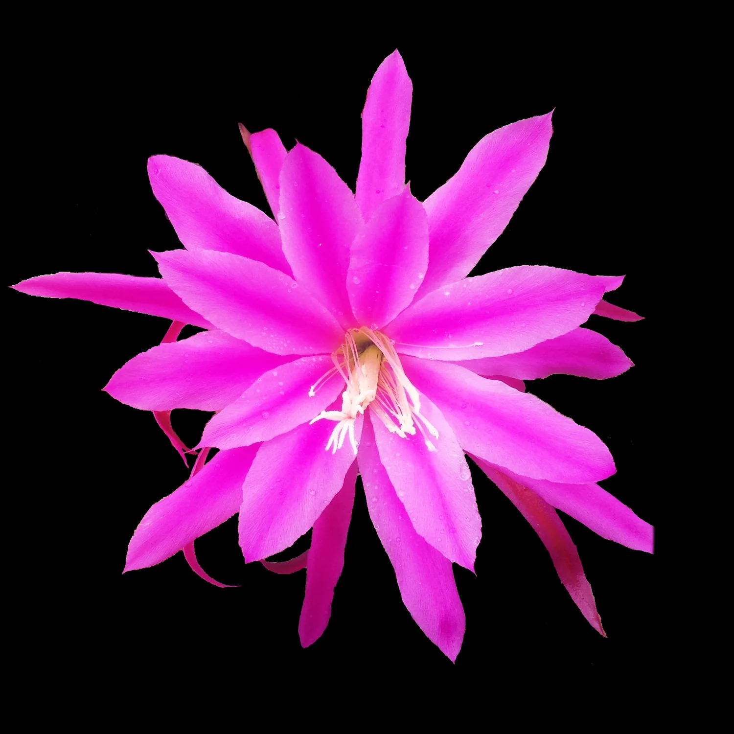 Epiphyllum 'Michelle Davis'