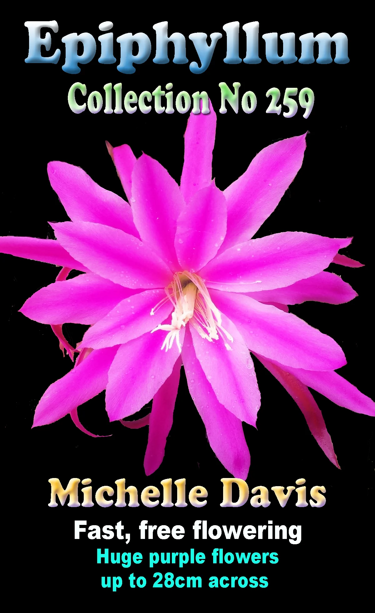 Epiphyllum 'Michelle Davis' - Image 2