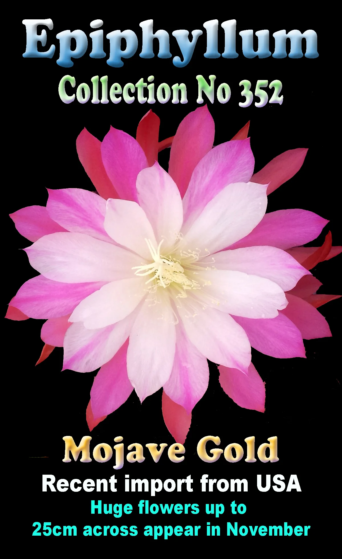 Epiphyllum 'Mojave Gold' #352 - Image 2