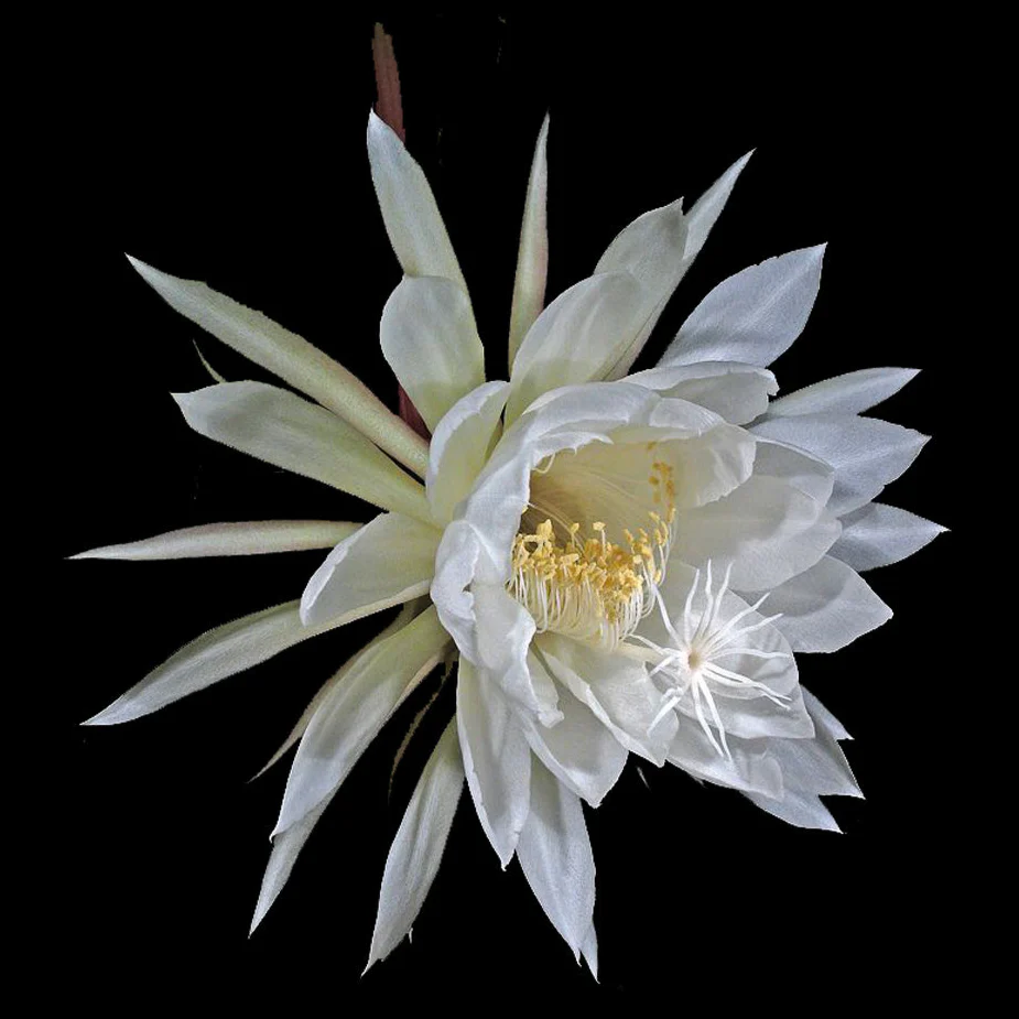 Epiphyllum oxypetalum